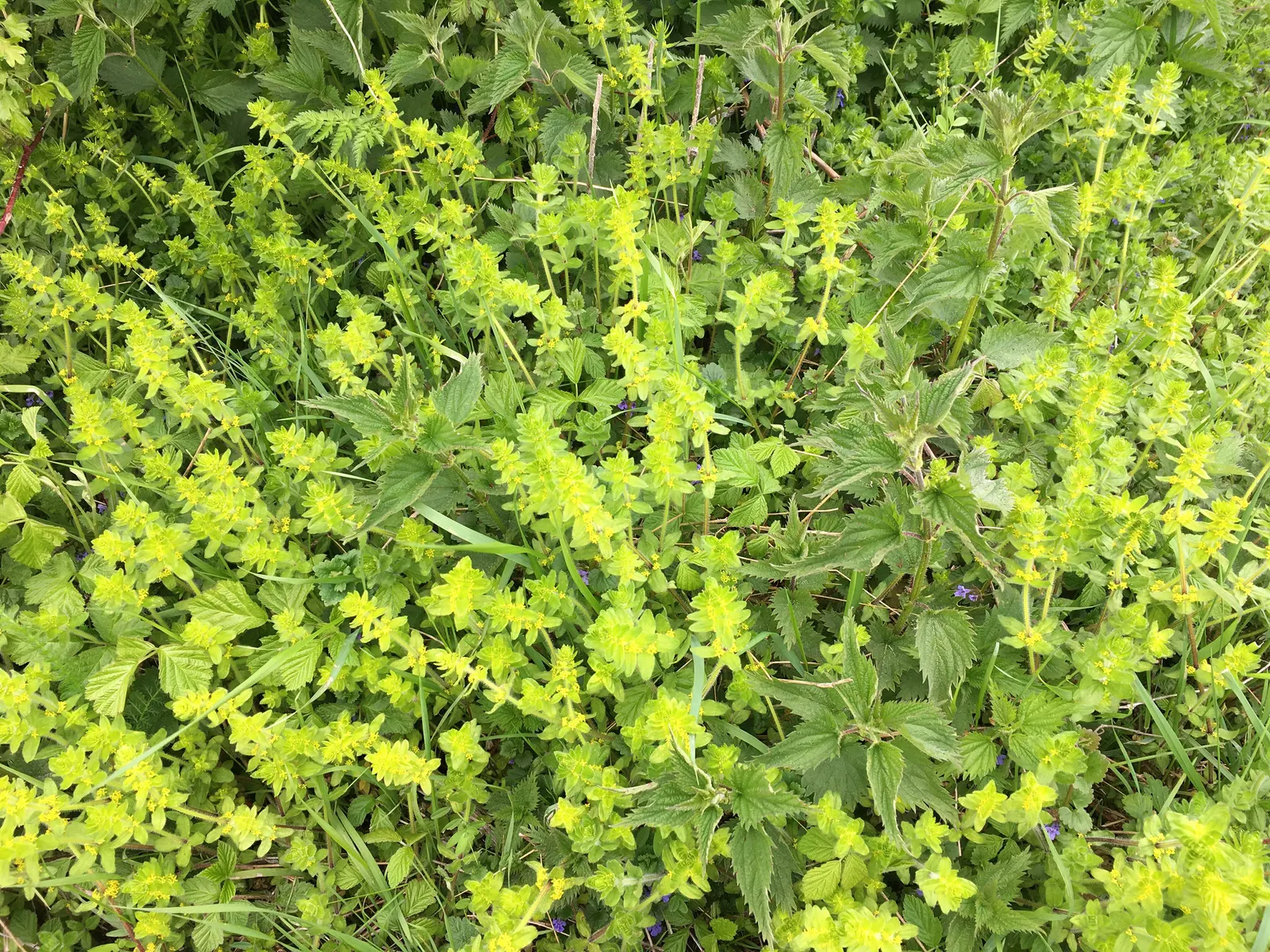 Calamint (Calamintha Nepeta) — Thriving in USDA zones 5-9, it prefers full sun to part shade and well-draining soil