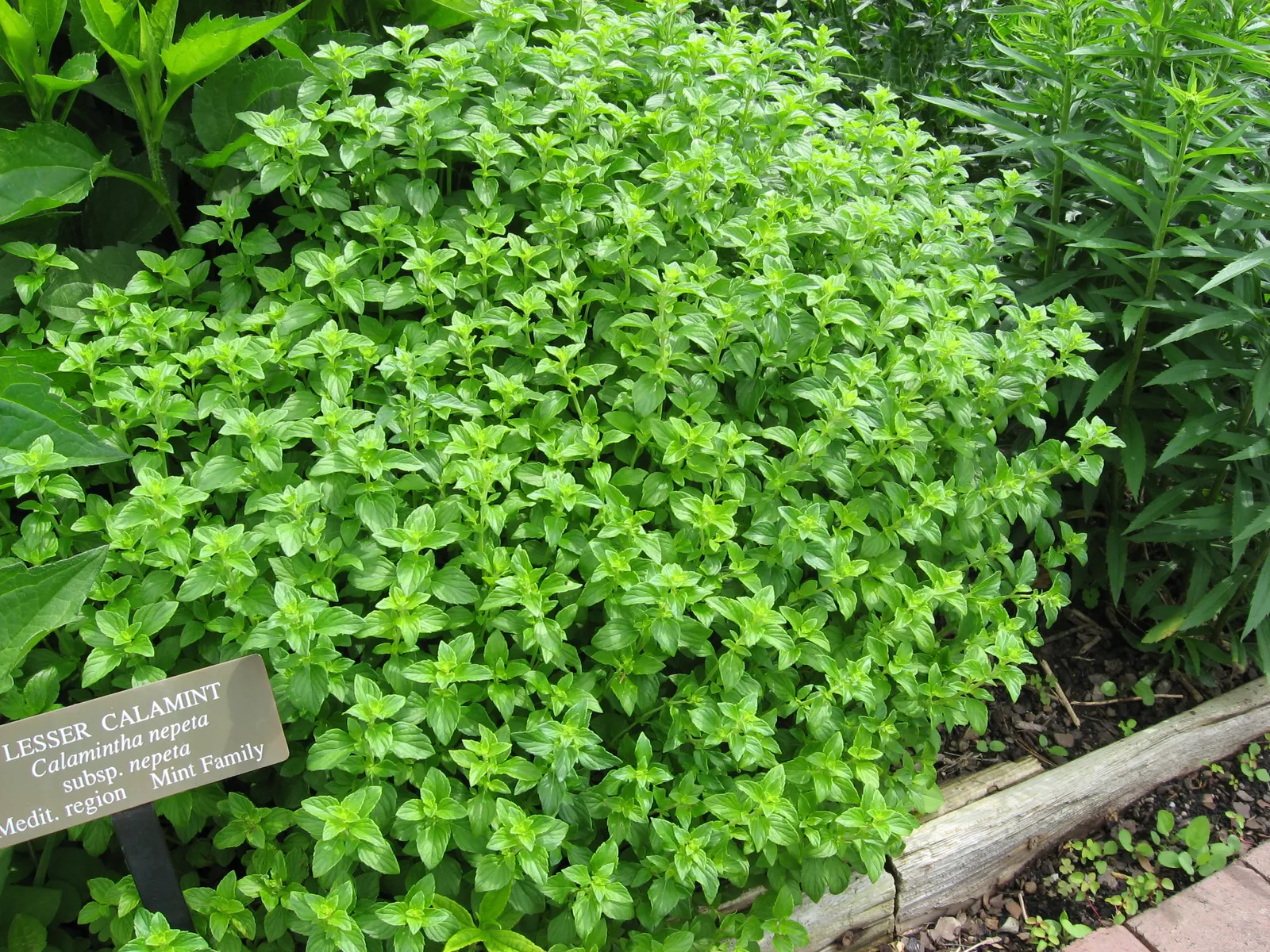 Calamint (Calamintha Nepeta) — oval-shaped leaves are a luscious green; as a member of the mint family, image 175