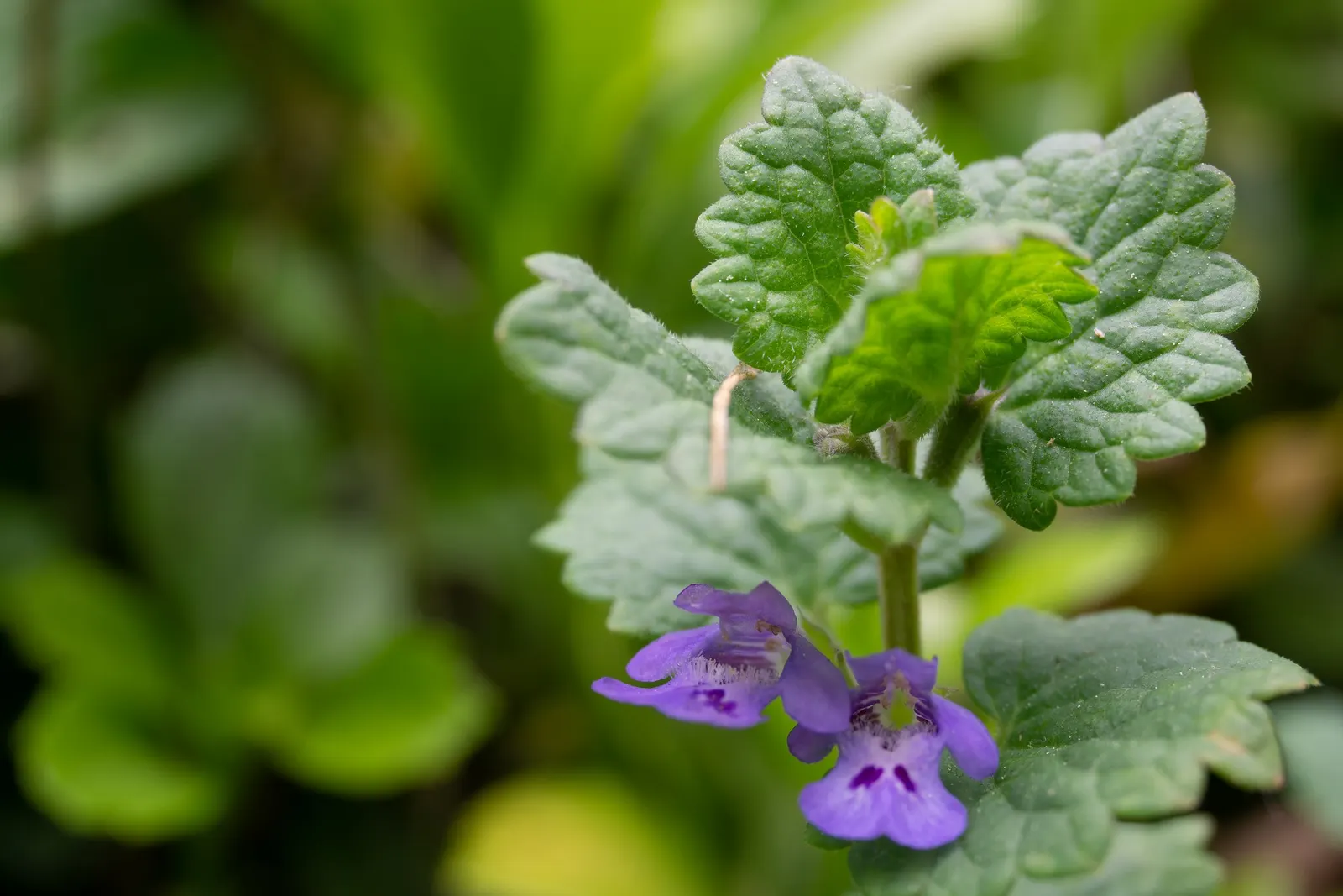 Calamint (Calamintha Nepeta) — or as a complement to other flowering perennials and grasses