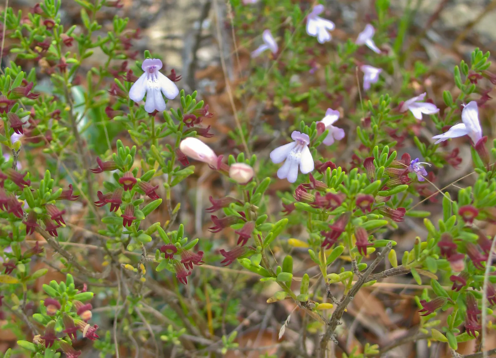 Calamint (Calamintha Nepeta) — or as a complement to other flowering perennials and grasses; which is beneficial for low-maintenance or water-conscious