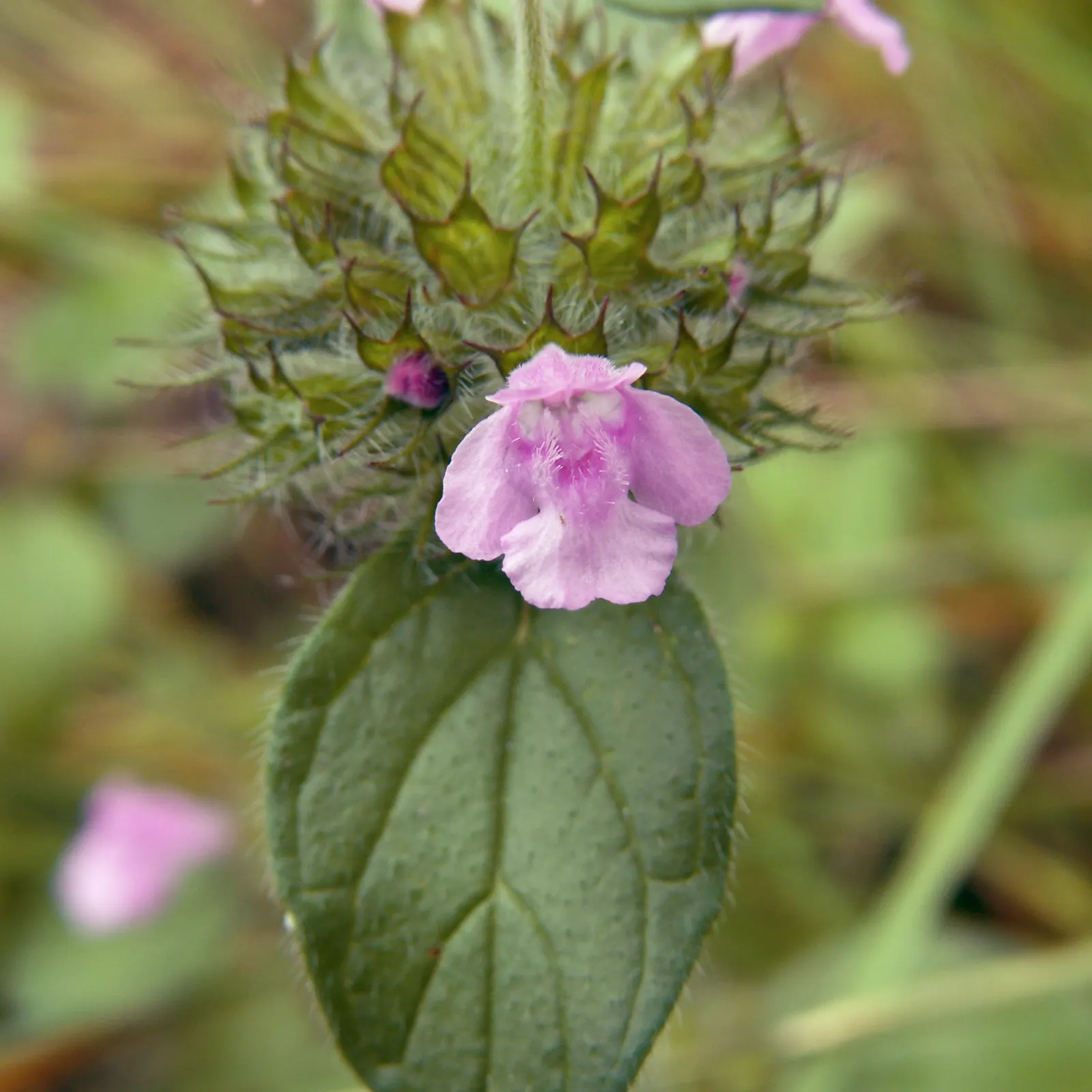 Calamint (Calamintha Nepeta) — commonly known as Calamint; calamint's mint-scented foliage offers a fragrant addition to borders and is heat tolerant