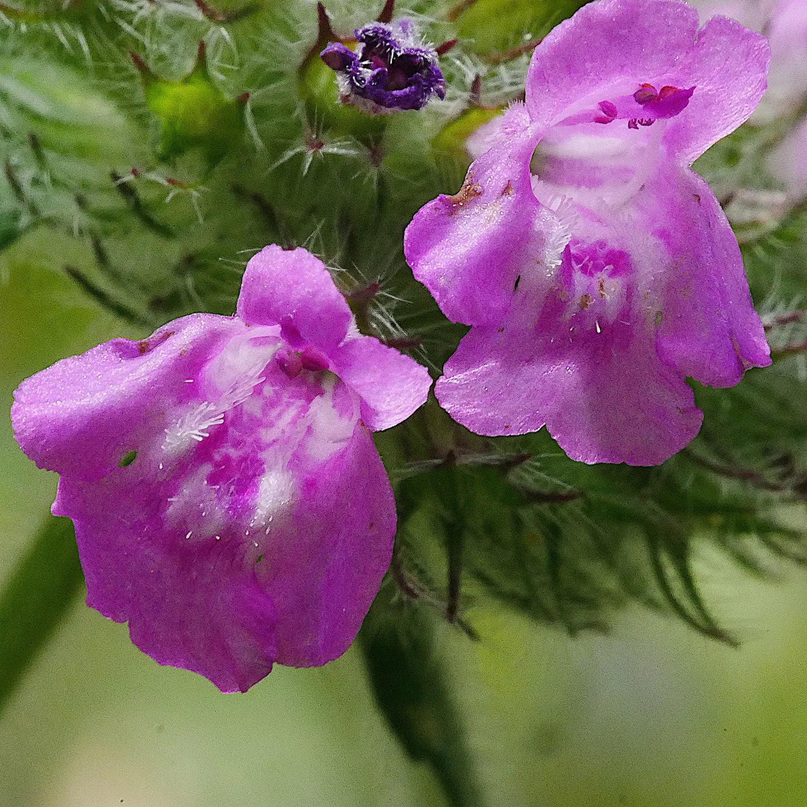 Calamint (Calamintha Nepeta) — commonly known as Calamint; calamint's mint-scented foliage offers a fragrant addition to borders and is heat, image 82