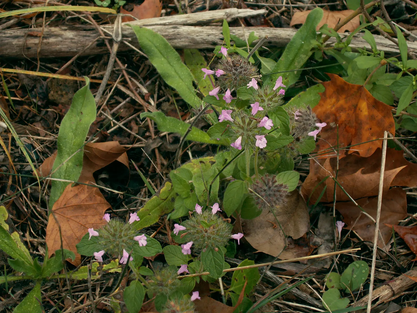 Calamint (Calamintha Nepeta) — thereby supporting the local ecosystem; or as a complement to other flowering perennials and grasses
