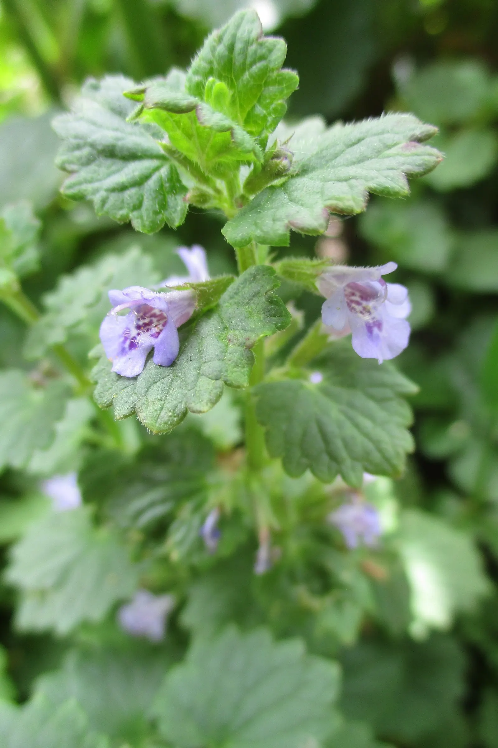 Calamint (Calamintha Nepeta) — It is hardy to USDA zones 5 to 9 and exhibits drought tolerance once established; consider its cascading foliage for, image 150