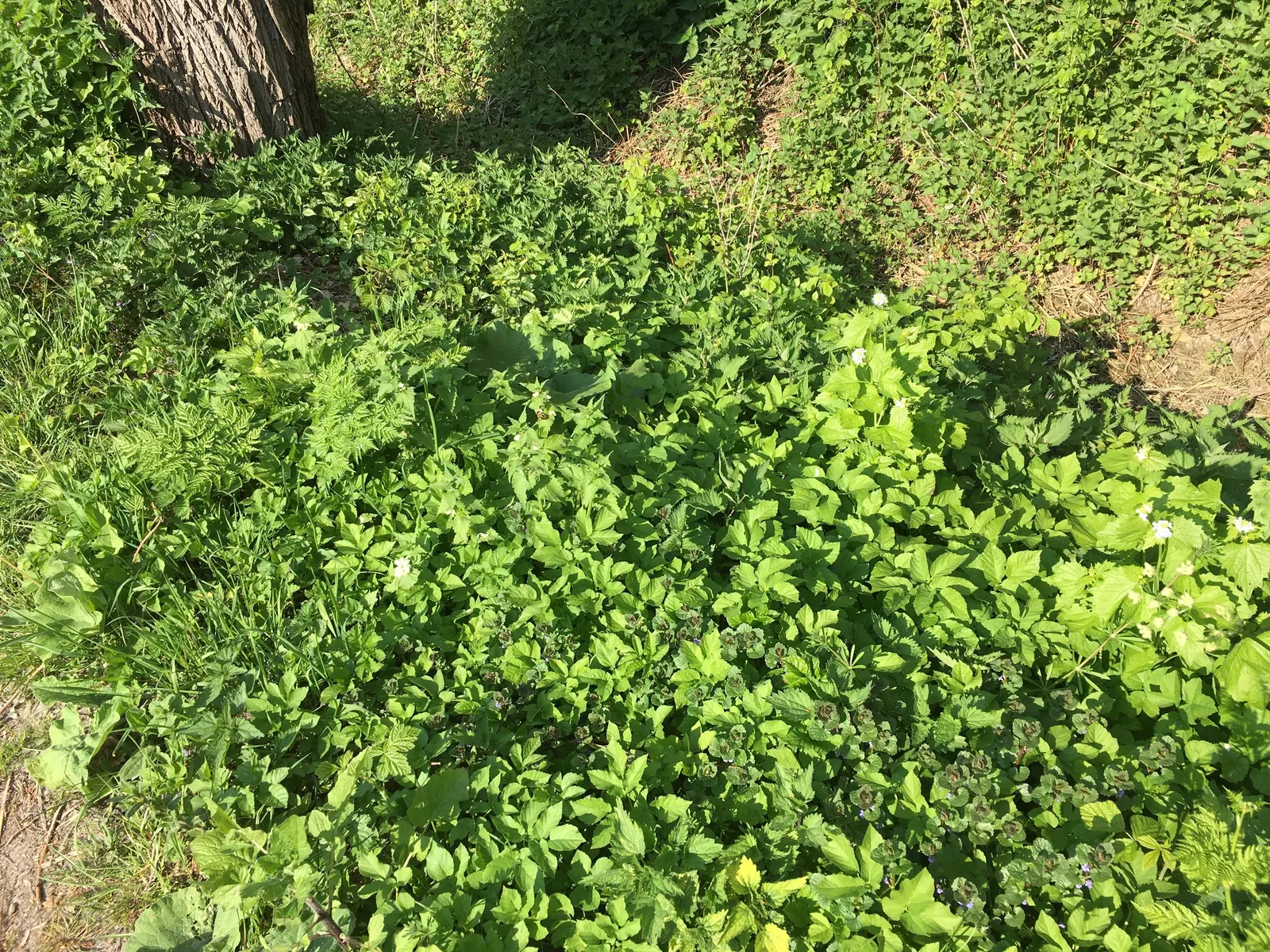 Calamint (Calamintha Nepeta) — requiring minimal care once established, image 32