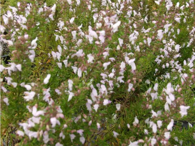 Calamint (Calamintha Nepeta) — delicate lilac to white flowers that bloom profusely from early summer through the late fall; ground cover /, image 116