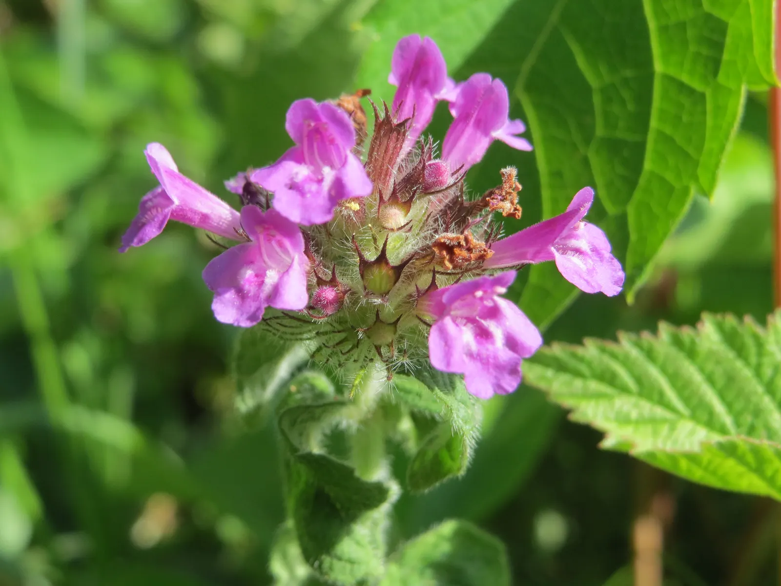 Calamint (Calamintha Nepeta) — and other beneficial insects; it is hardy to USDA zones 5 to 9 and exhibits drought tolerance once established, image 126