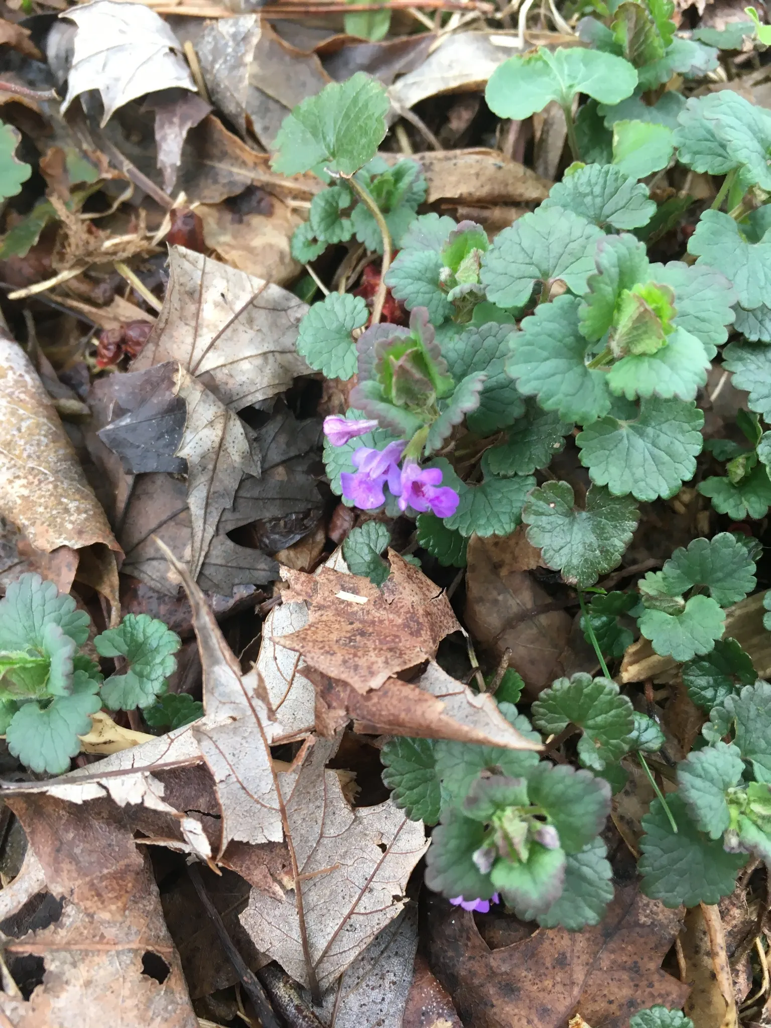 Calamint (Calamintha Nepeta) — which is beneficial for low-maintenance or water-conscious landscapes.<br><br>Moreover; commonly known as Calamint