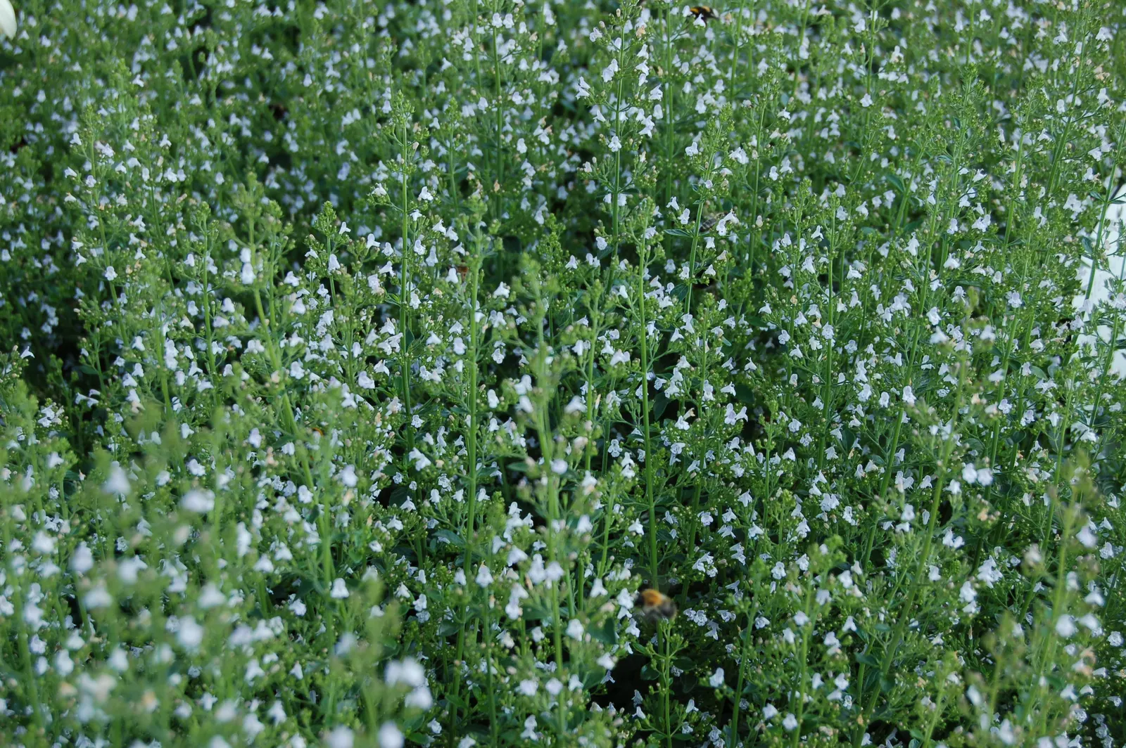 Calamint (Calamintha Nepeta) — providing a prolonged display of color and a pleasant; commonly known as Lesser Calamint or simply Calamint