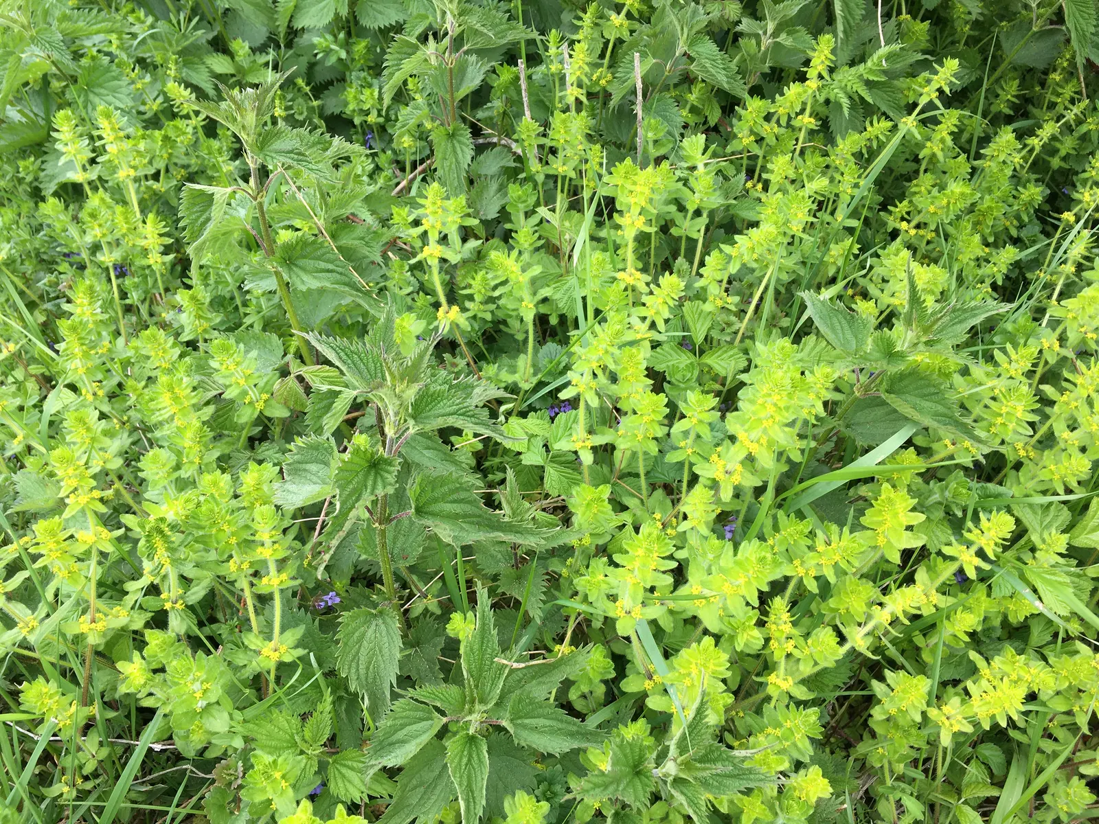 Calamint (Calamintha Nepeta) — With minimal care and its multi-season appeal, image 158