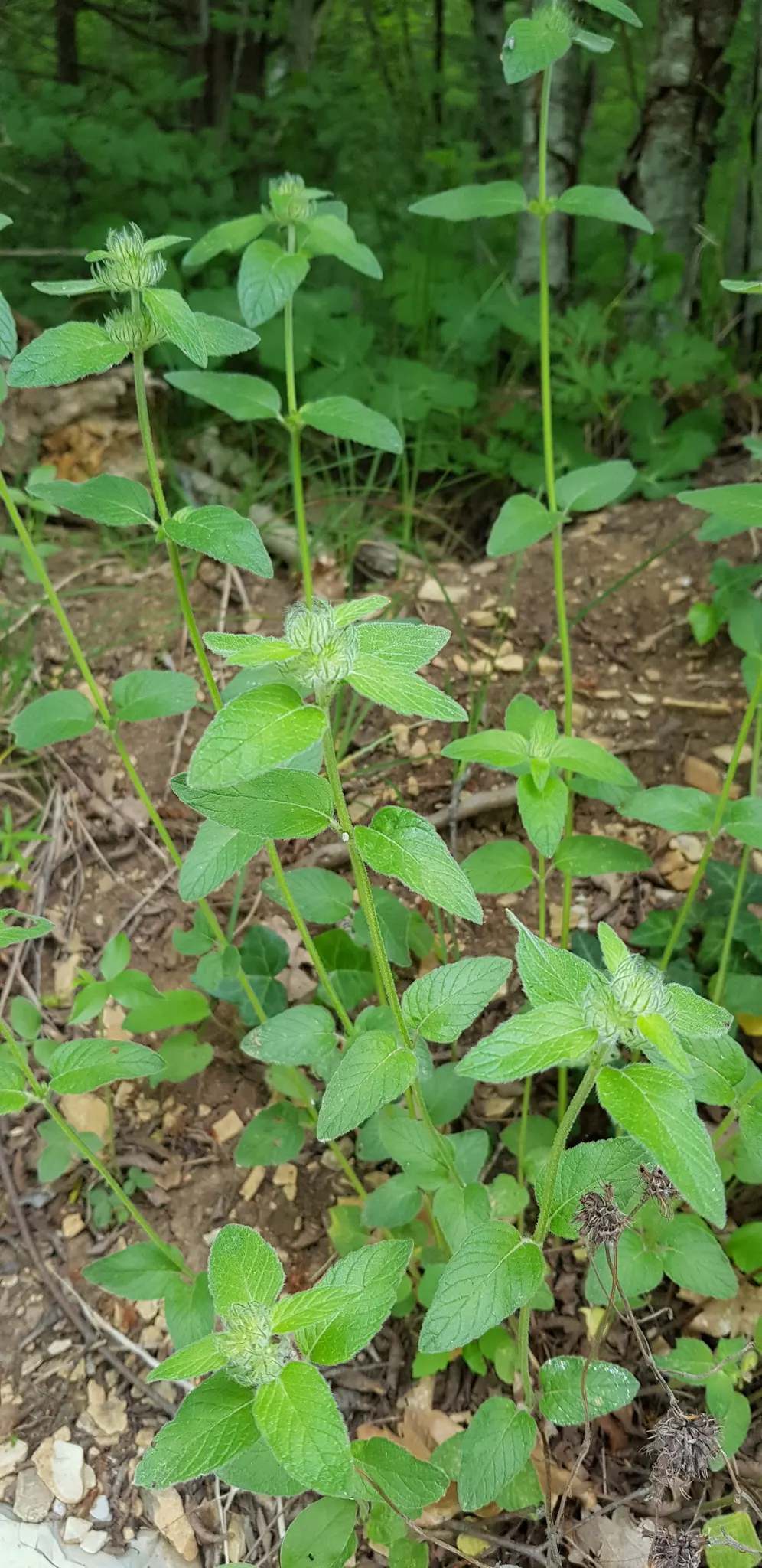 Calamint (Calamintha Nepeta) — Thriving in USDA zones 5-9, it prefers full sun to part shade and well-draining soil; and other beneficial insects, image 111