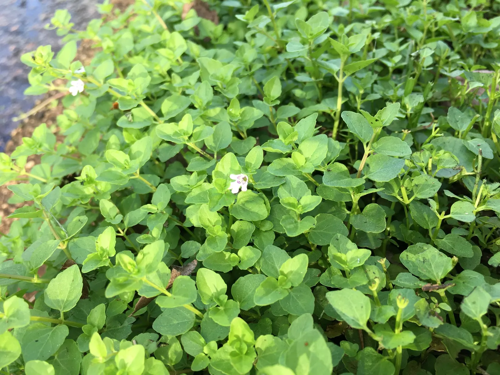 Calamint (Calamintha Nepeta) — with a similar spread of up to 18 to 24 inches; it is also deer-resistant, image 65