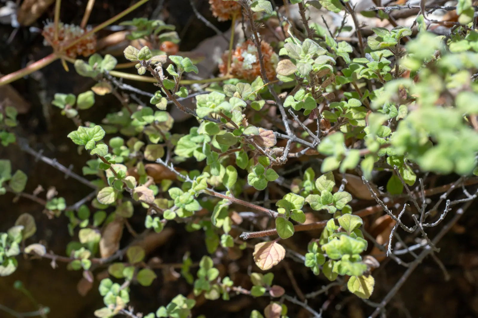 Calamint (Calamintha Nepeta) — and other beneficial insects; it is hardy to USDA zones 5 to 9 and exhibits drought tolerance once established, image 153