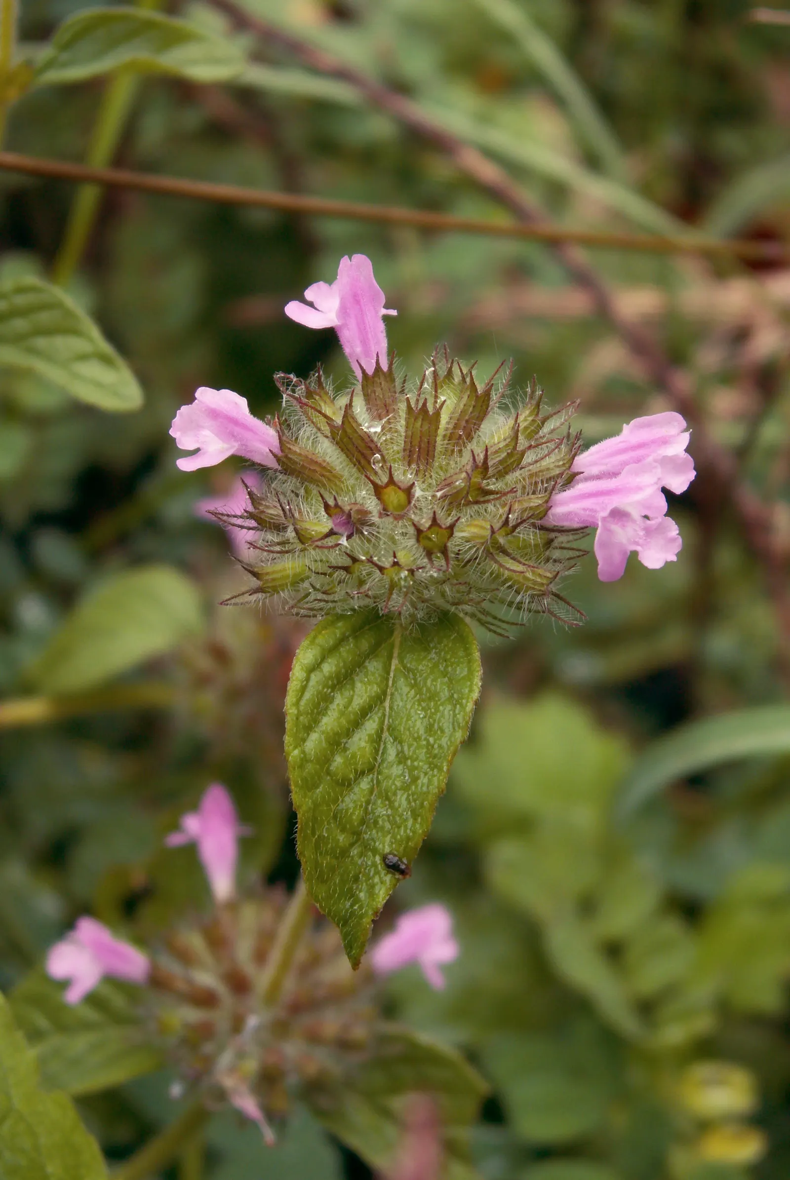 Calamint (Calamintha Nepeta) — With minimal care and its multi-season appeal, image 77