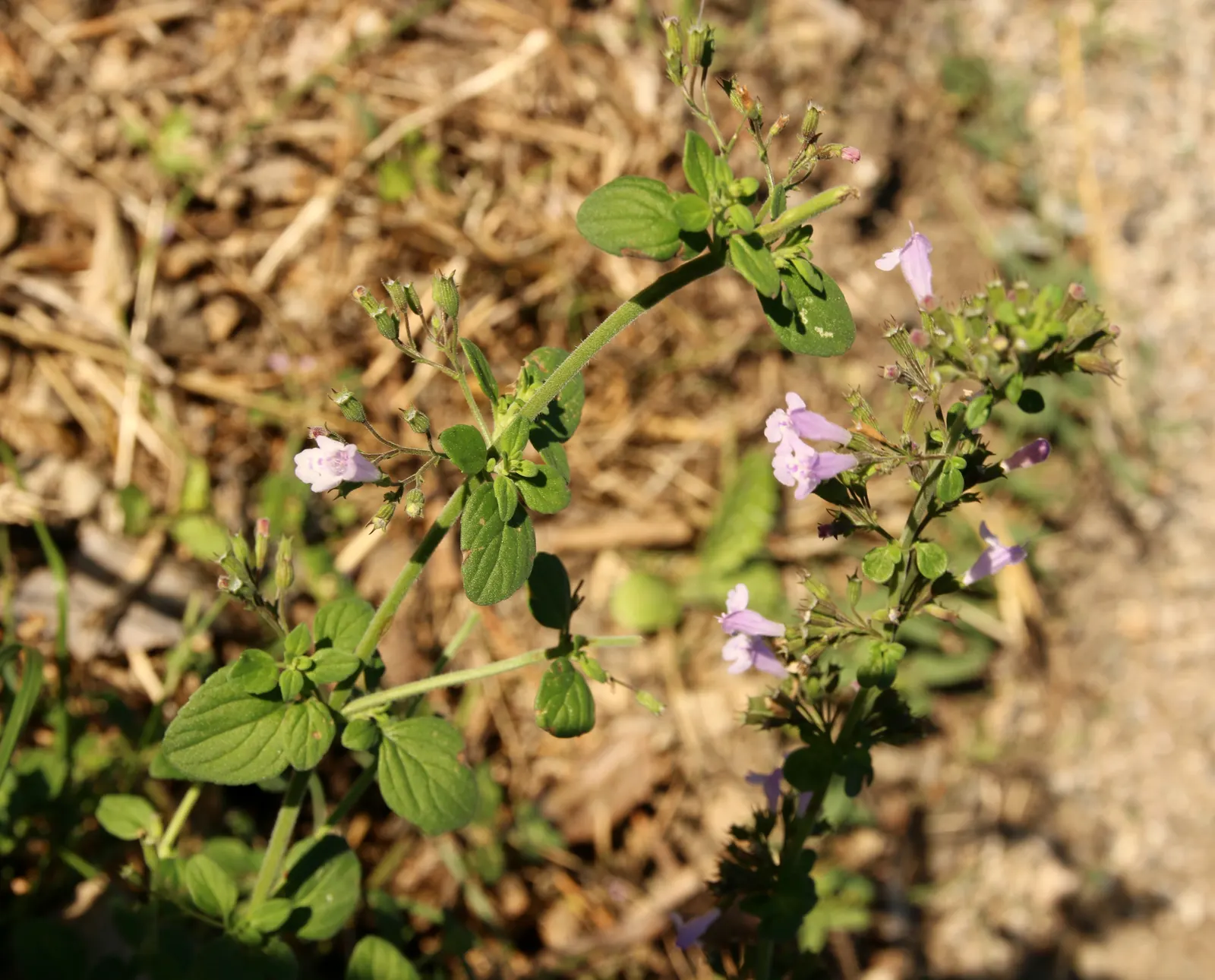 Calamint (Calamintha Nepeta) — commonly known as Calamint; calamint's mint-scented foliage offers a fragrant addition to borders and is heat, image 163