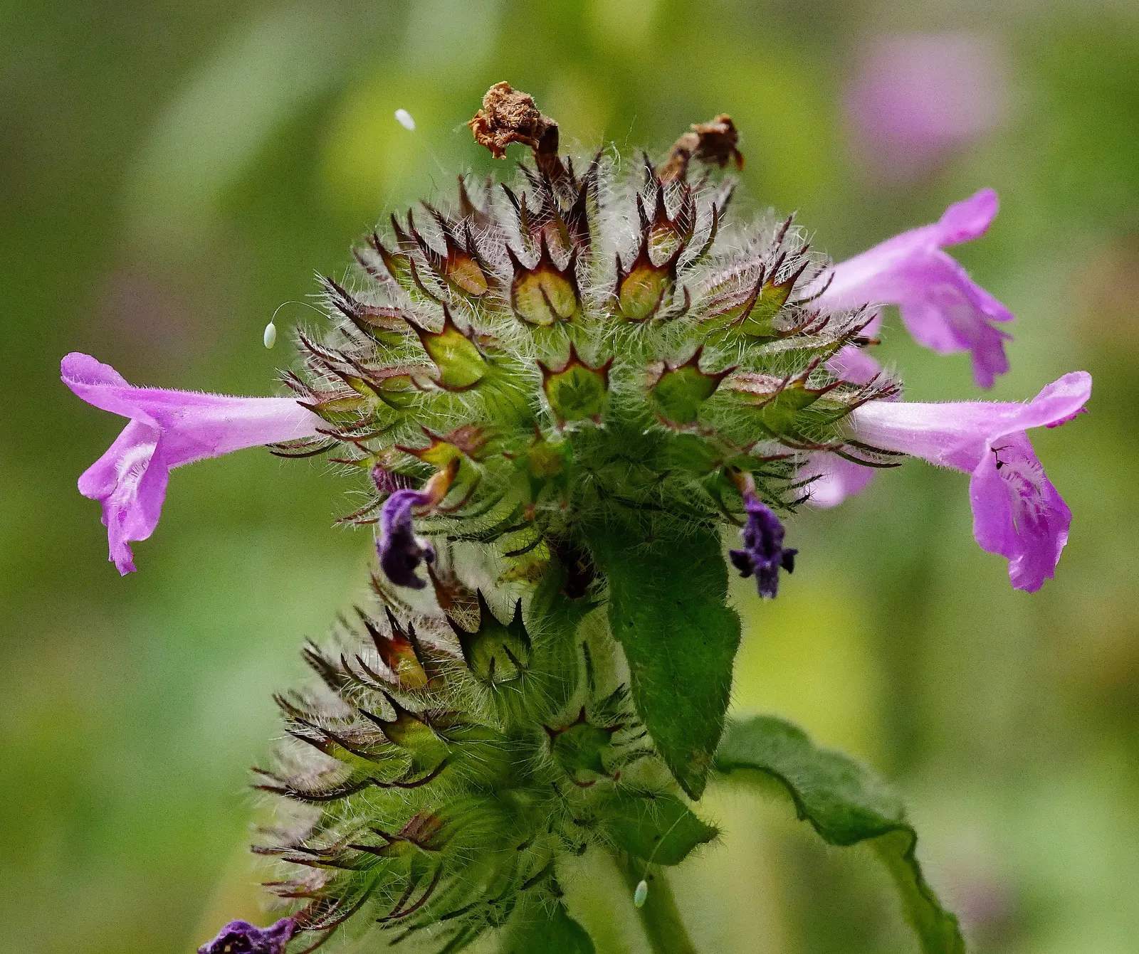 Calamint (Calamintha Nepeta) — Calamint's mint-scented foliage offers a fragrant addition to borders and is heat tolerant; white flowers in the, image 85