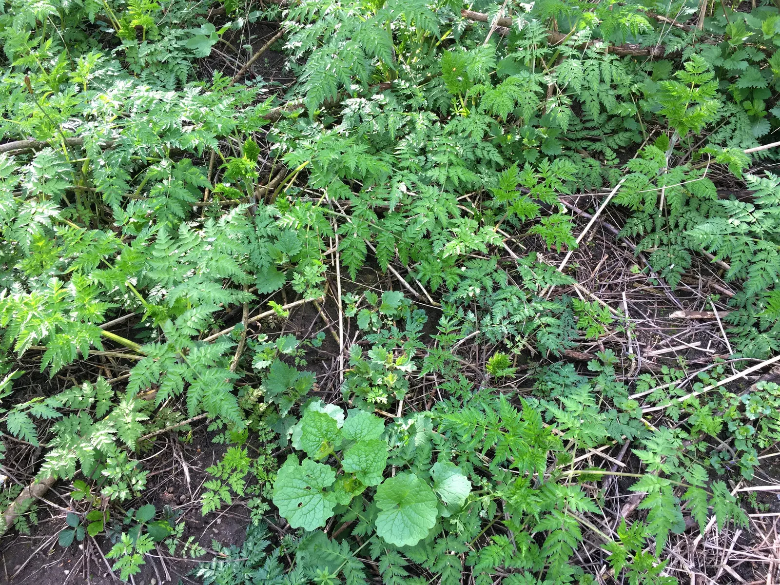 Calamint (Calamintha Nepeta) — making it a versatile choice for various garden positions, image 68