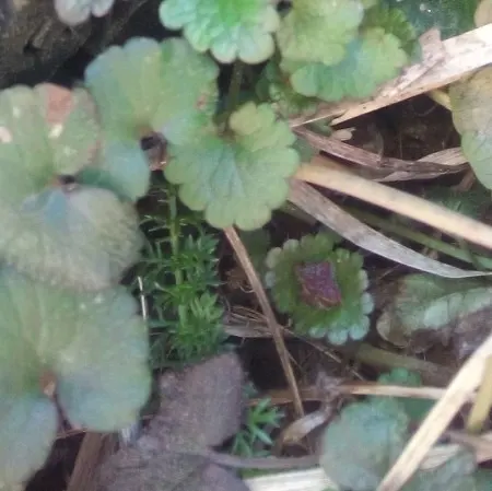 Calamint (Calamintha Nepeta) — This bee-friendly plant reaches 12-18 inches tall and spreads up to 18 inches wide; with a similar spread of up to, image 83