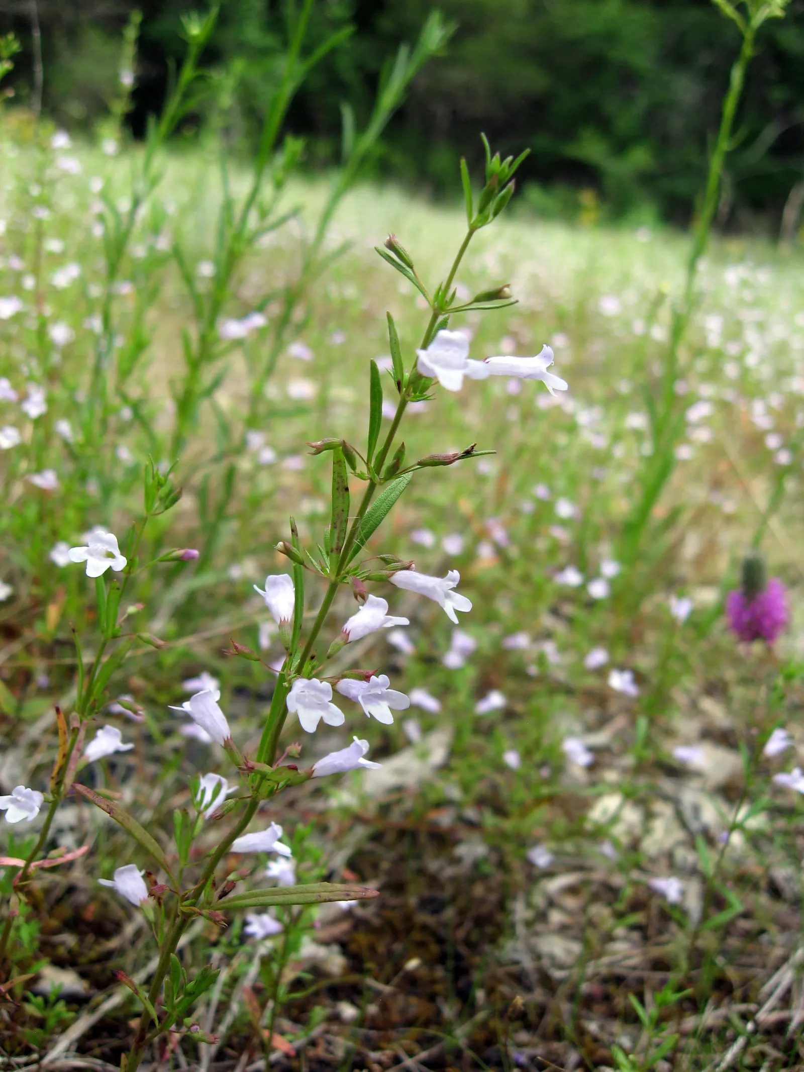 Calamint (Calamintha Nepeta) — As a member of the mint family; thereby supporting the local ecosystem, image 169