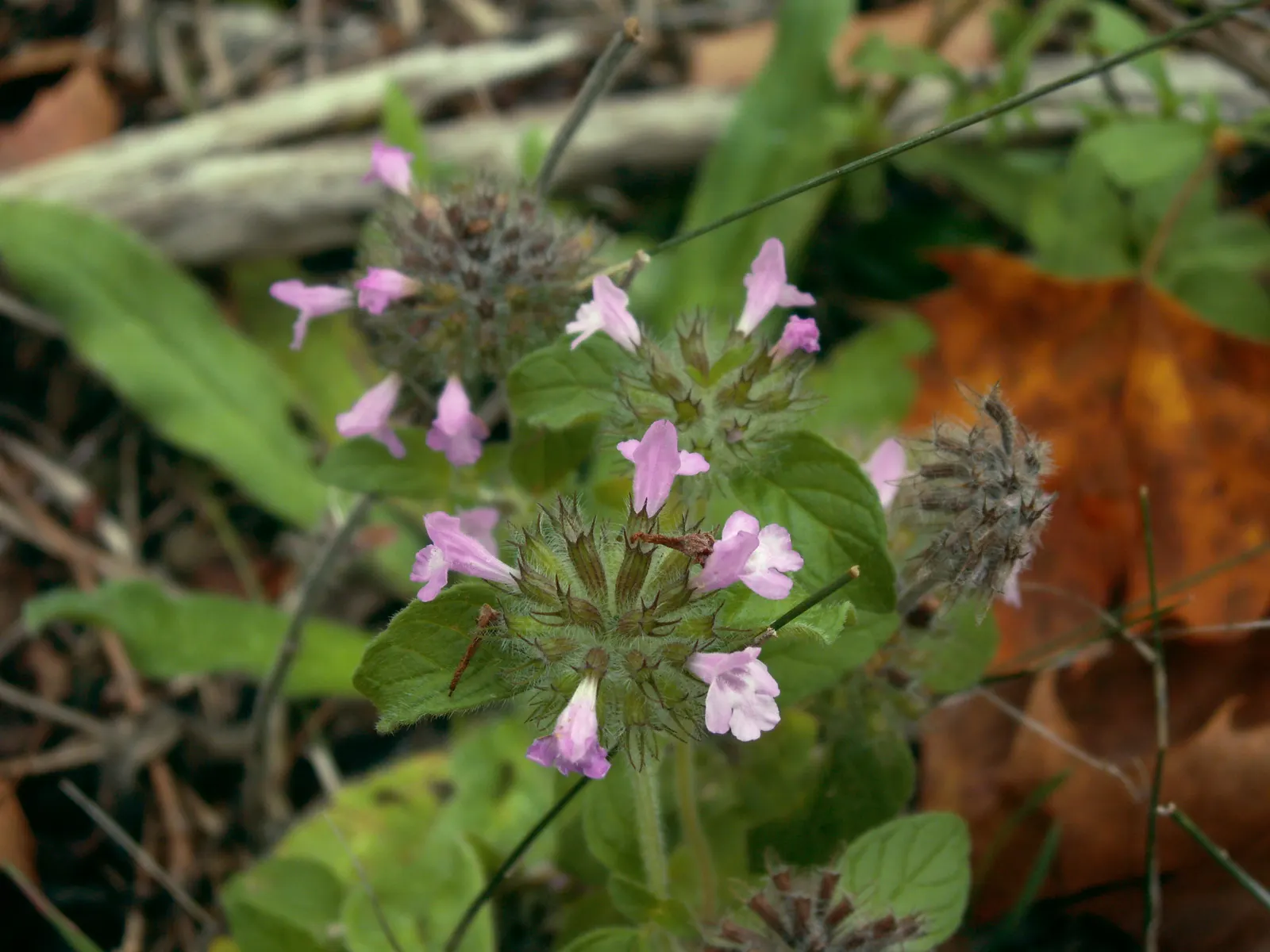 Calamint (Calamintha Nepeta) — With minimal care and its multi-season appeal
