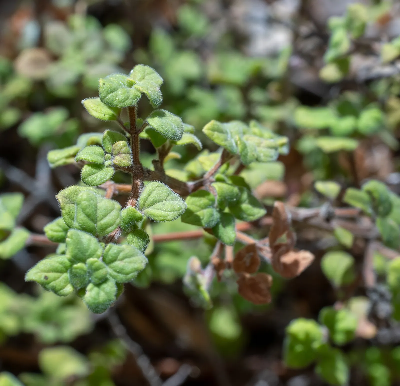 Calamint (Calamintha Nepeta) — It is also deer-resistant; this bee-friendly plant reaches 12-18 inches tall and spreads up to 18 inches wide, image 101