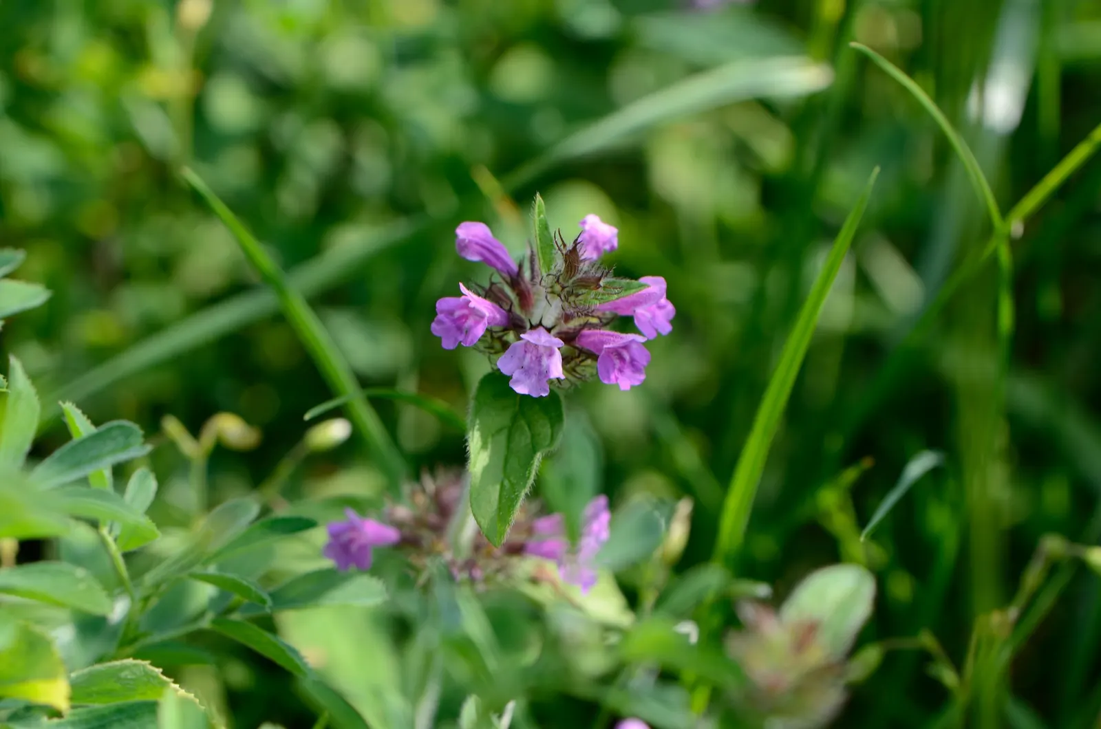 Calamint (Calamintha Nepeta) — Thriving in USDA zones 5-9, it prefers full sun to part shade and well-draining soil; and other beneficial insects, image 165