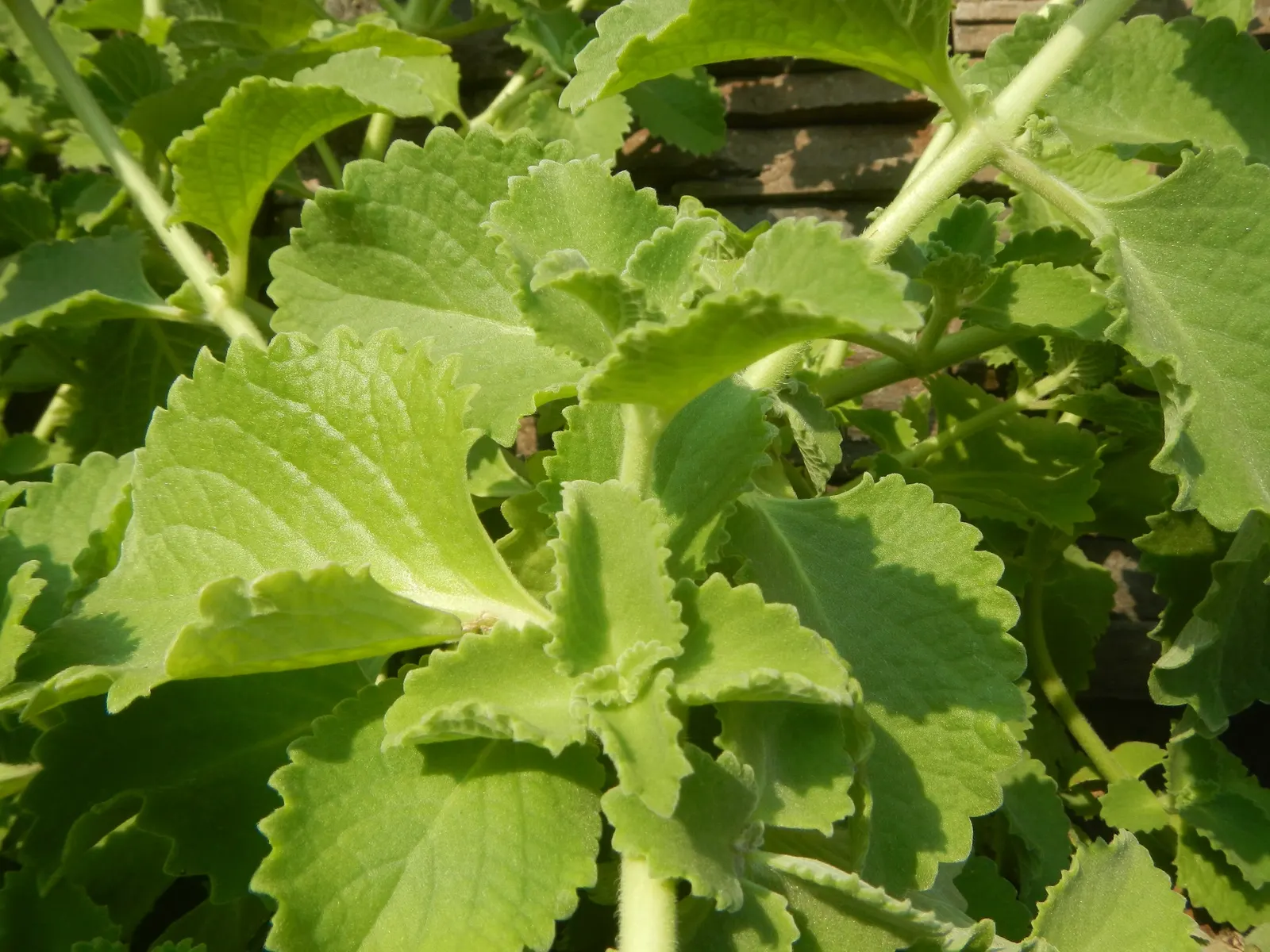 Oregano 'Santa Cruz' (Origanum X Hybridum 'Santa Cruz') — aromatic scent when bruised or crushed