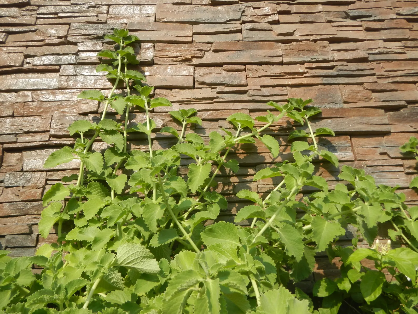 Oregano 'Santa Cruz' (Origanum X Hybridum 'Santa Cruz') — it can provide fresh flavoring; as a ground cover