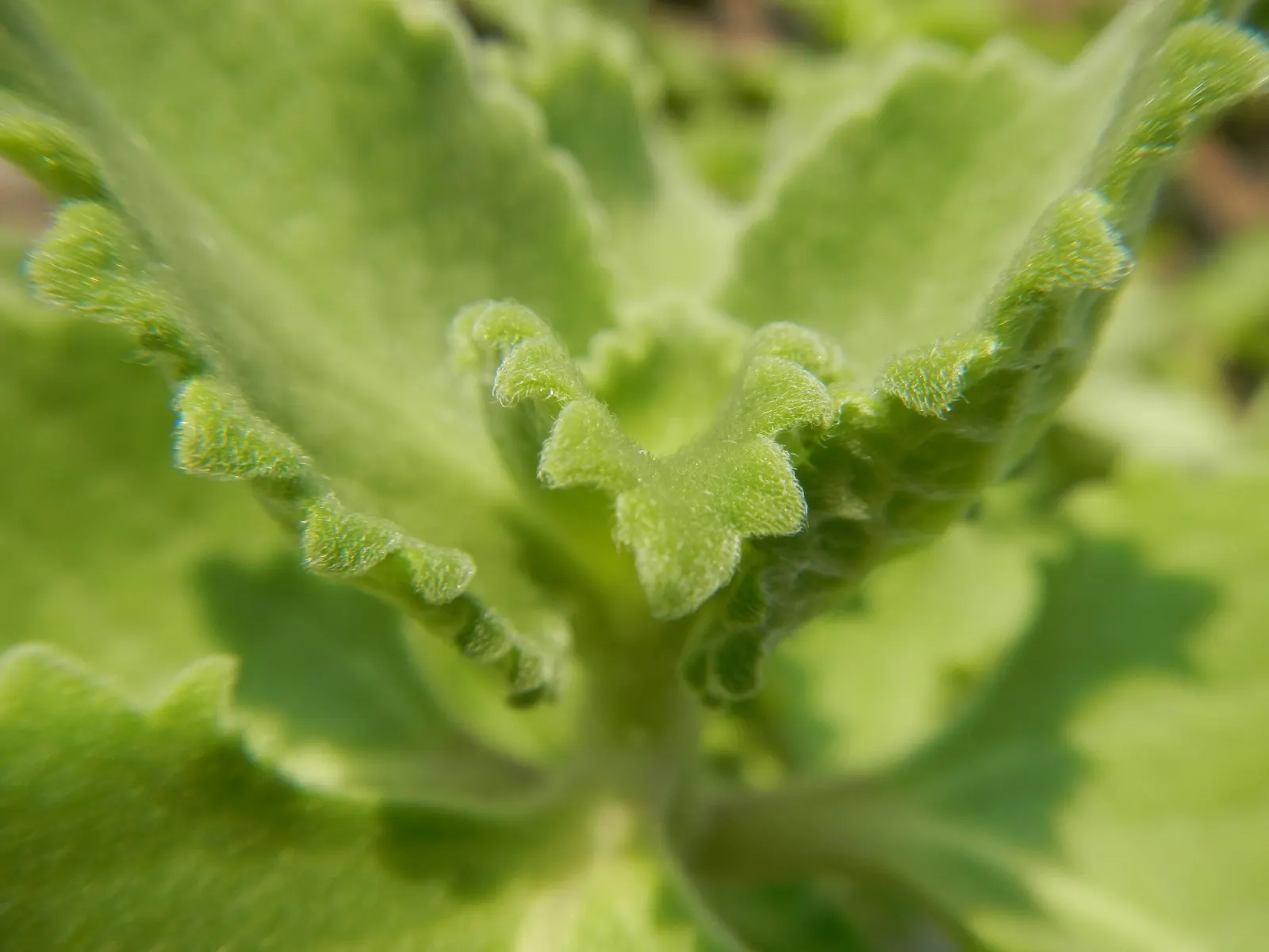 Oregano 'Santa Cruz' (Origanum X Hybridum 'Santa Cruz') — commonly called Oregano 'Santa Cruz'