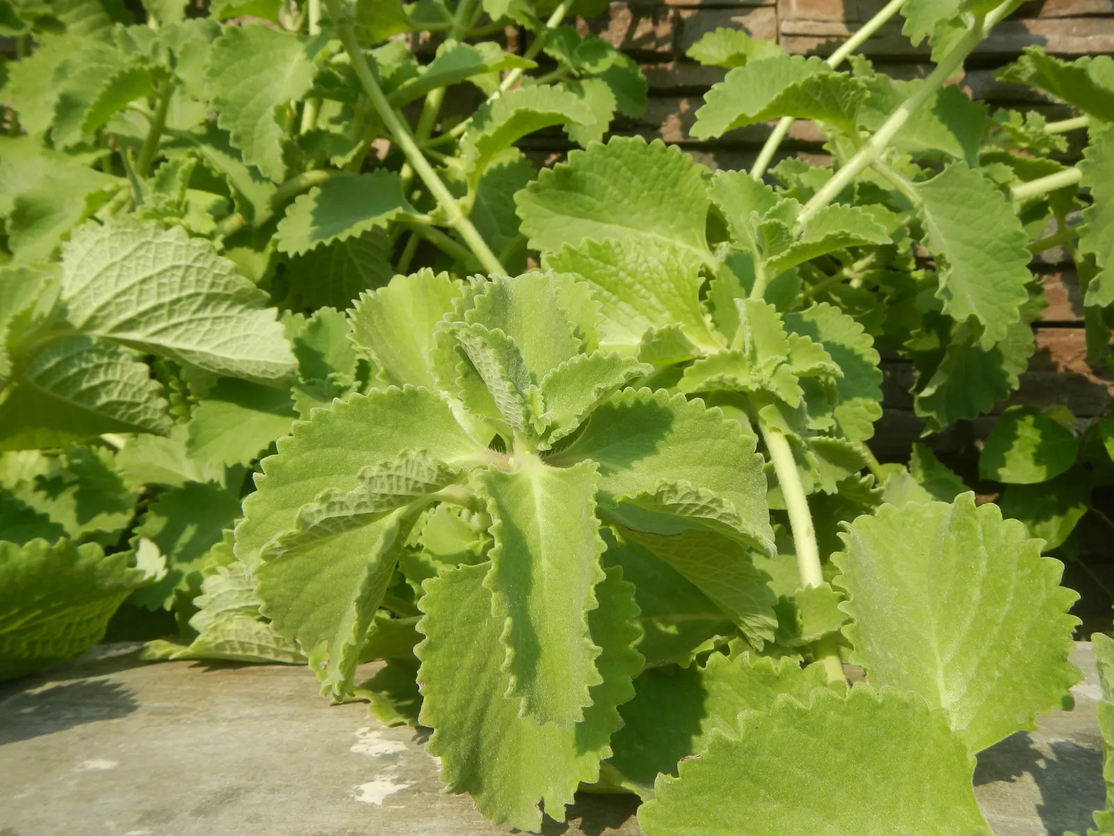 Oregano 'Santa Cruz' (Origanum X Hybridum 'Santa Cruz') — making it versatile for different areas of your landscape