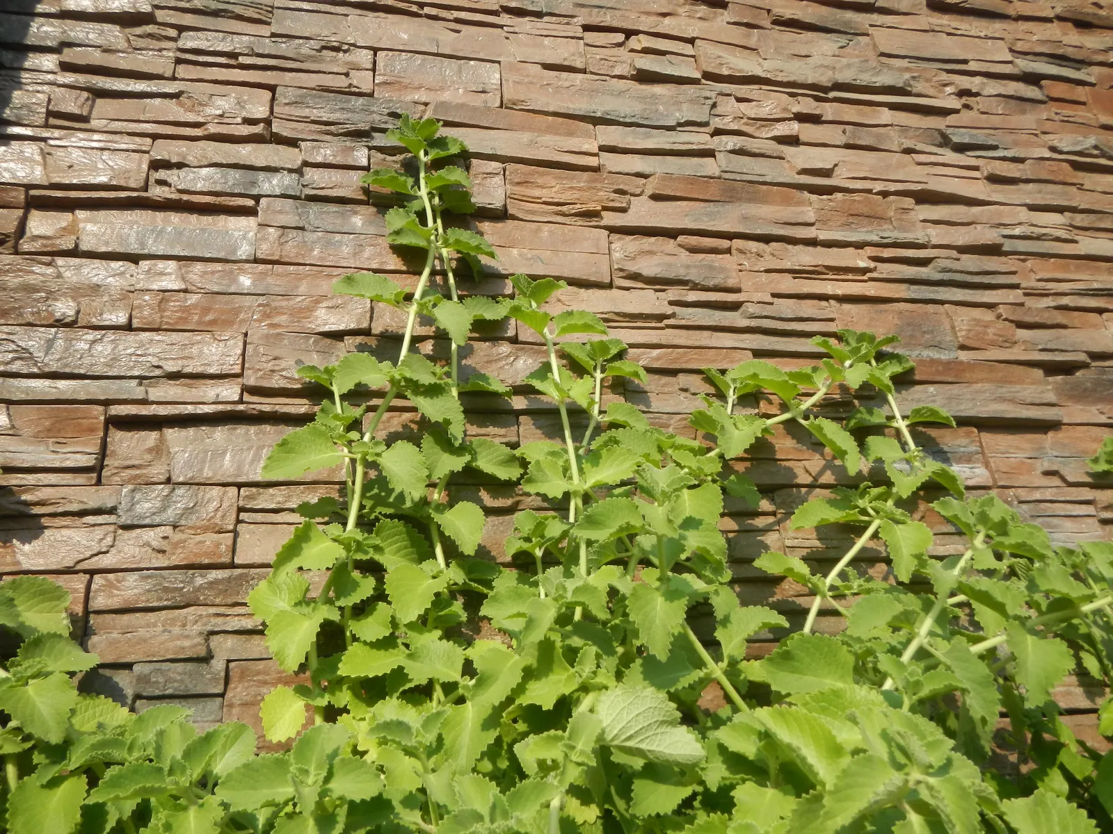 Oregano 'Santa Cruz' (Origanum X Hybridum 'Santa Cruz') — Incorporate for its sensory appeal and easy-care nature, spacing 12-15 inches apart for lush coverage