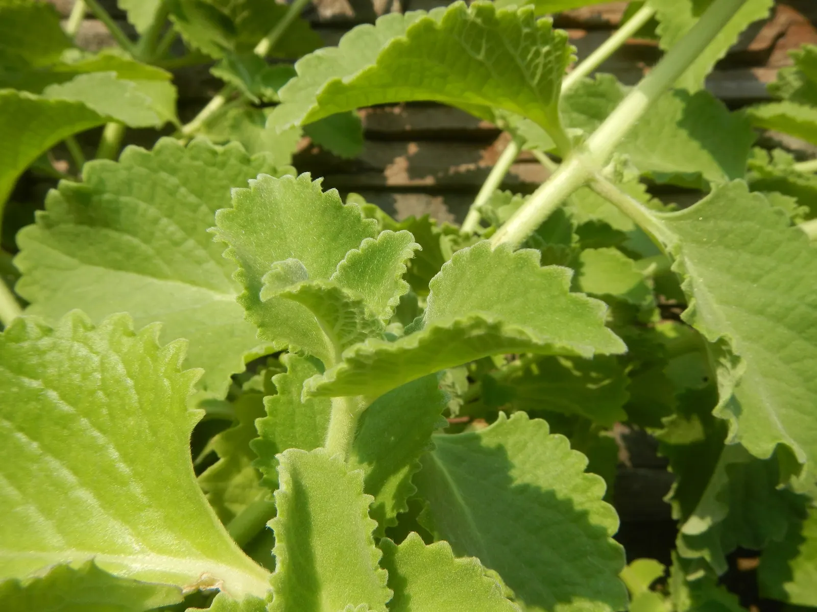 Oregano 'Santa Cruz' (Origanum X Hybridum 'Santa Cruz') — Thriving in USDA zones 7-11, it requires full sun and well-drained soil