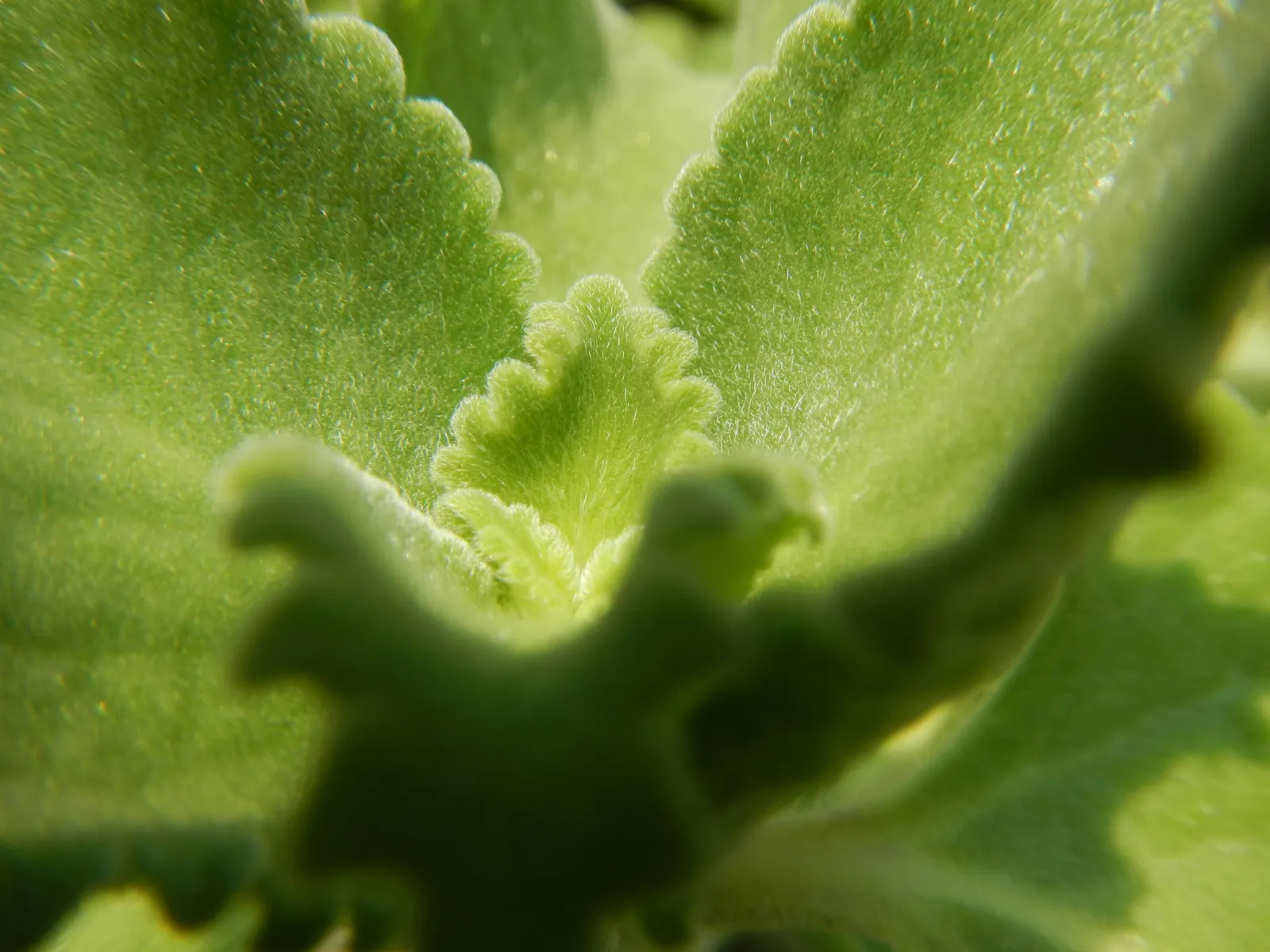 Oregano 'Santa Cruz' (Origanum X Hybridum 'Santa Cruz') — This ornamental variety of oregano forms a low-growing