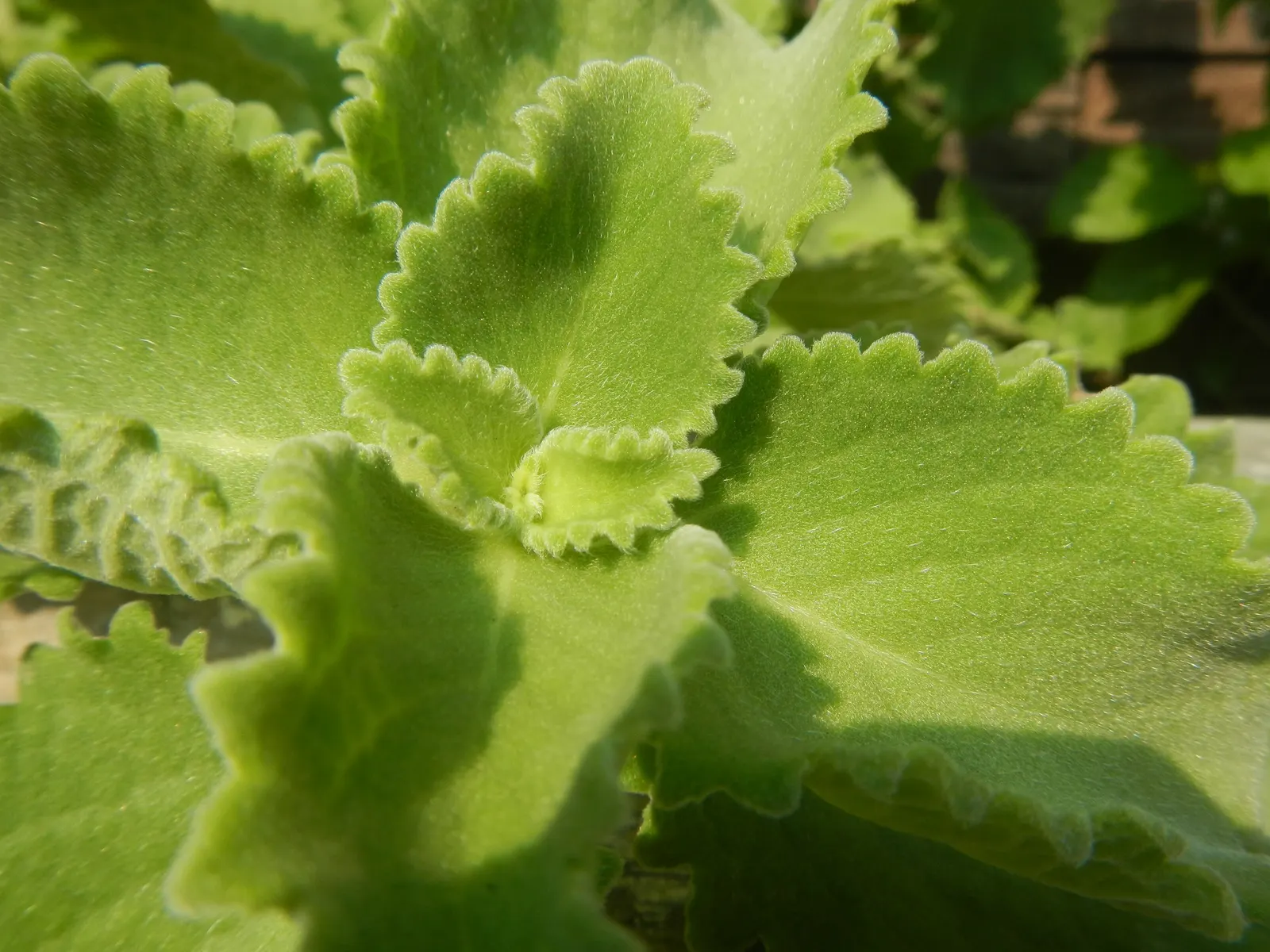 Oregano 'Santa Cruz' (Origanum X Hybridum 'Santa Cruz') — making it suitable for a variety of climates