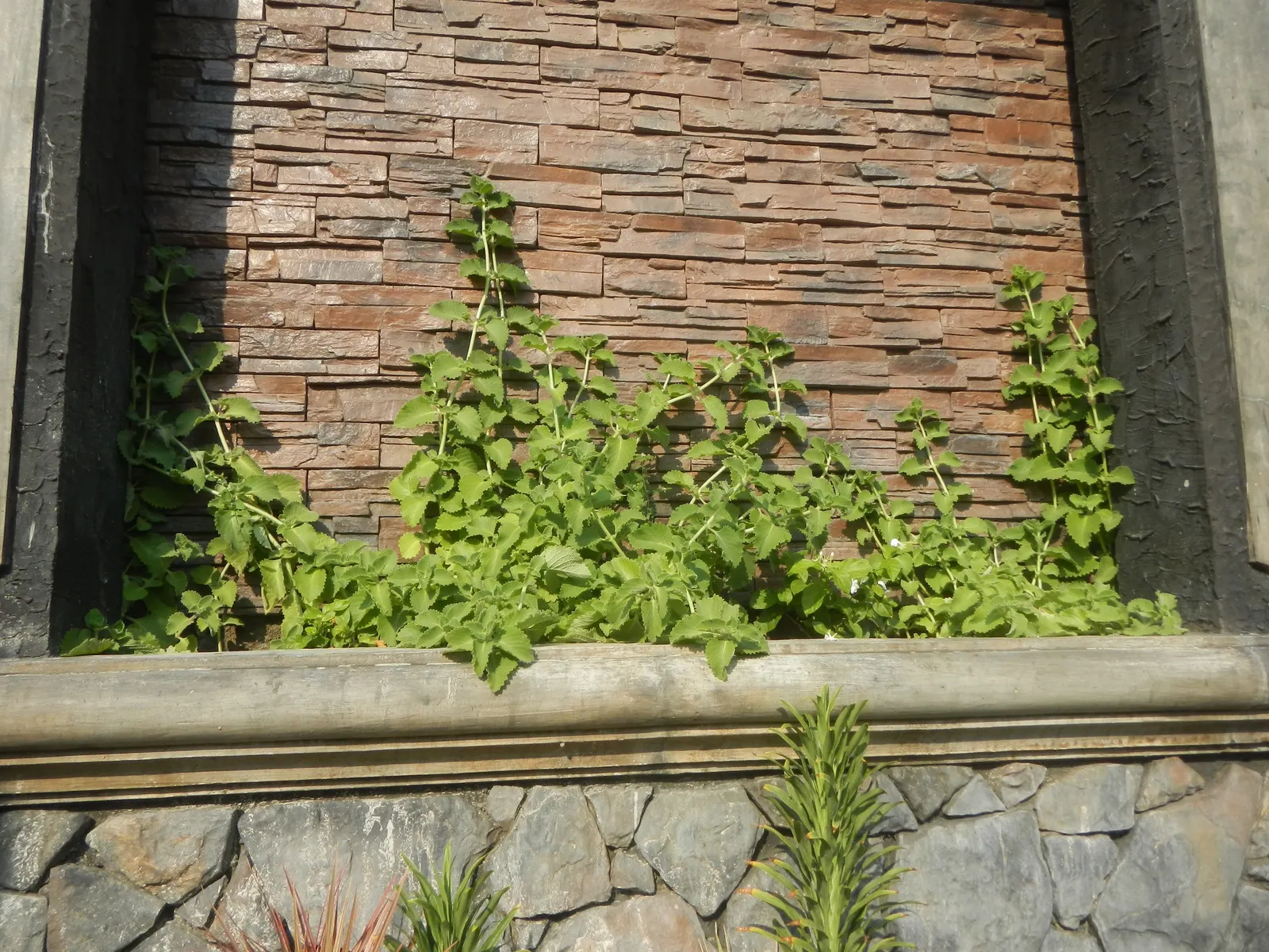 Oregano 'Santa Cruz' (Origanum X Hybridum 'Santa Cruz') — attracting pollinators such as bees and butterflies to your garden.<br><br>Adaptable to a range of