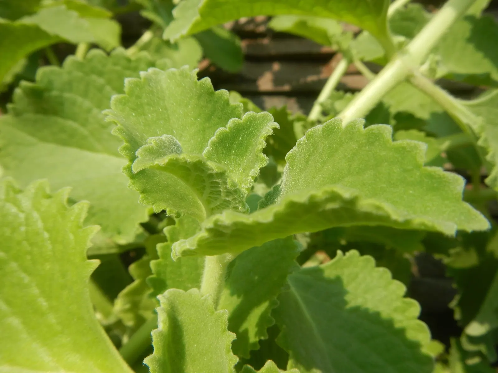 Oregano 'Santa Cruz' (Origanum X Hybridum 'Santa Cruz') — the plant is adorned with profuse