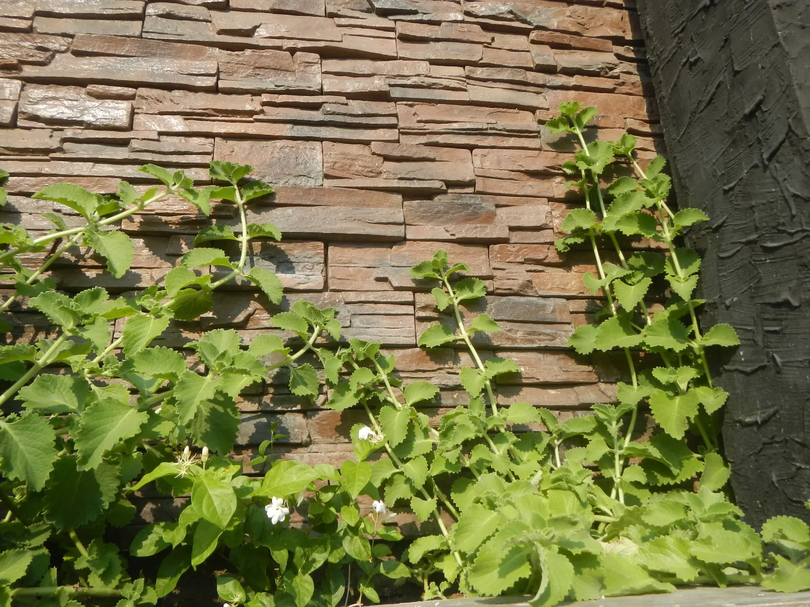 Oregano 'Santa Cruz' (Origanum X Hybridum 'Santa Cruz') — evergreen perennial that brings not just culinary delight but also aesthetic appeal to any landscape