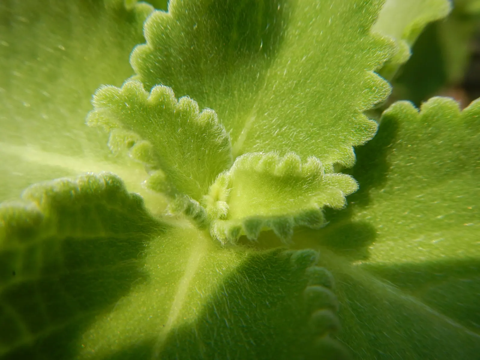 Oregano 'Santa Cruz' (Origanum X Hybridum 'Santa Cruz') — green leaves that exude a strong