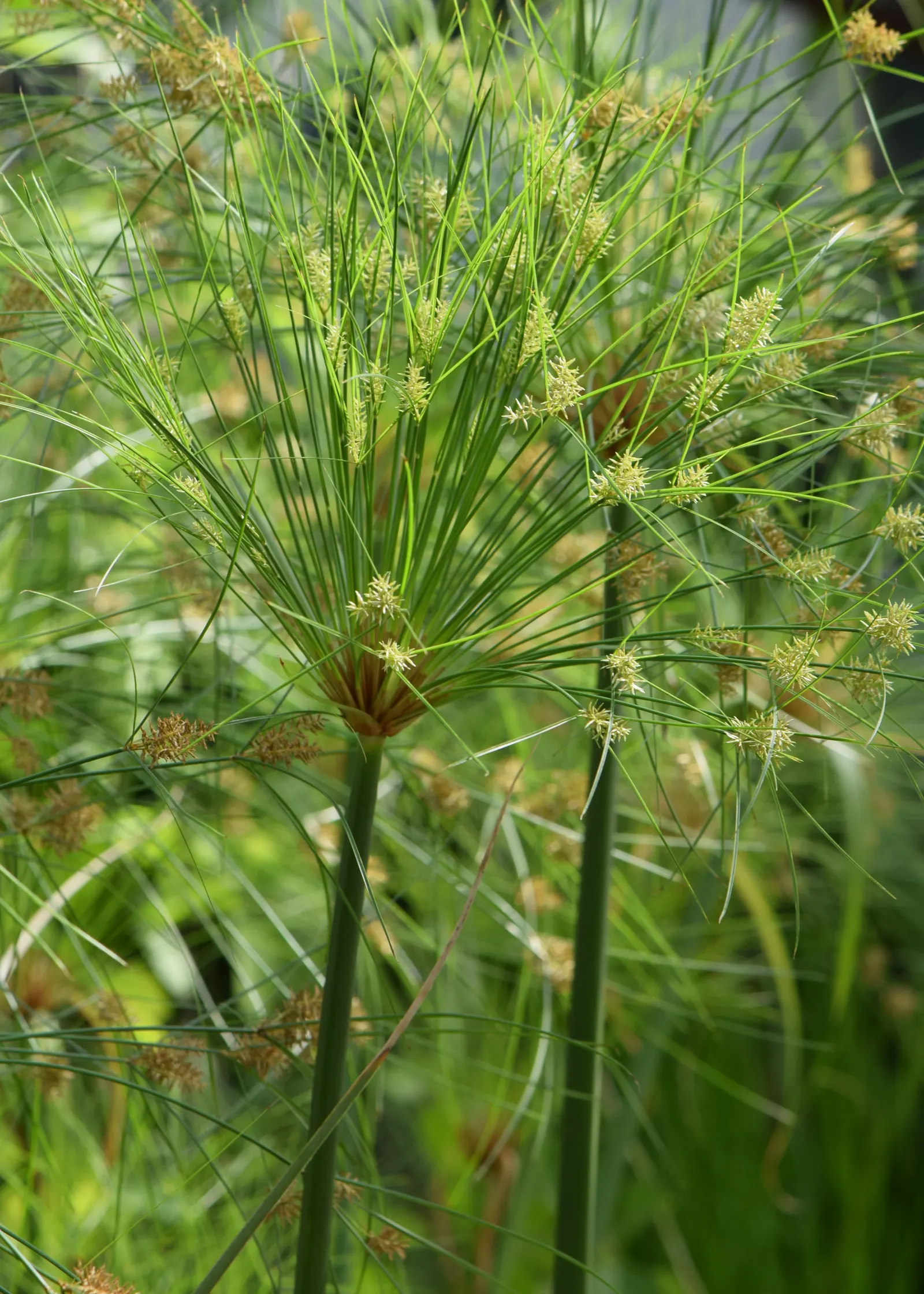 Papyrus, Egyptian Paper Reed (Cyperus Papyrus) — Ideal for water gardens, it adds height and texture, image 67