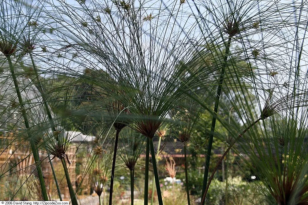 Papyrus, Egyptian Paper Reed (Cyperus Papyrus) — umbrella-like appearance.<br><br>Papyrus prefers full to partial sun exposure; ideal for water, image 55