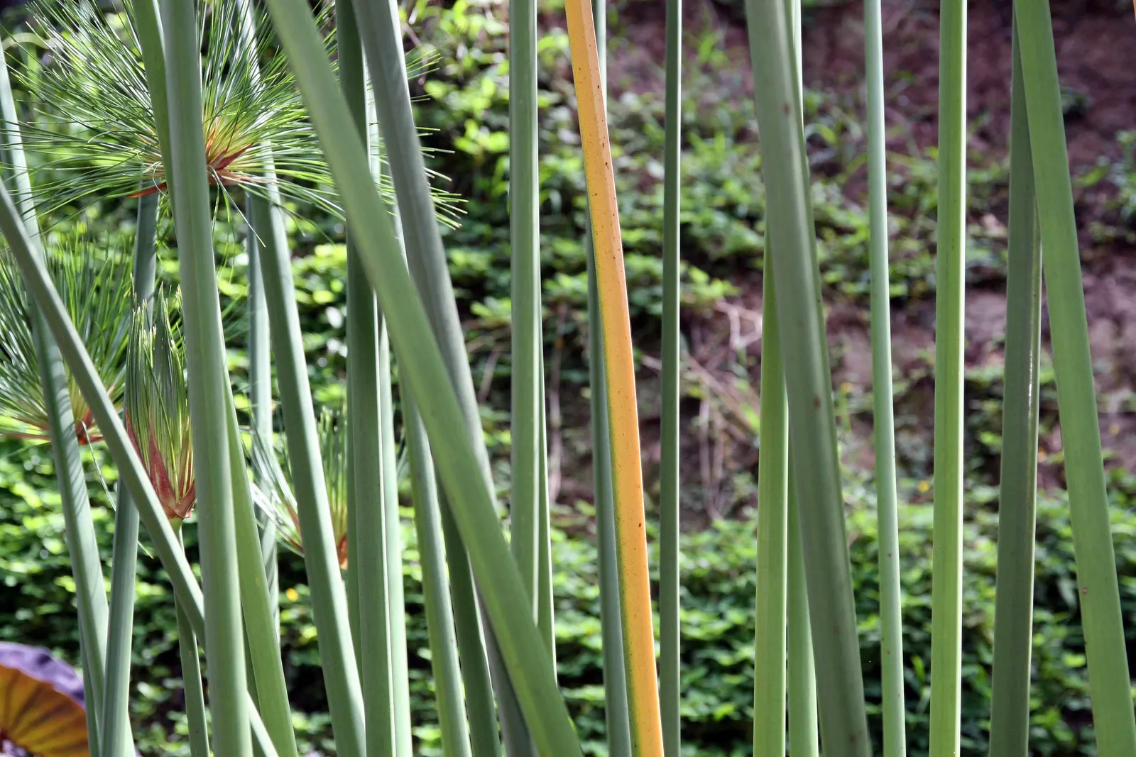 Papyrus, Egyptian Paper Reed (Cyperus Papyrus) — The signature feature of Papyrus is its long; ideal for water gardens, it adds height and texture, image 52
