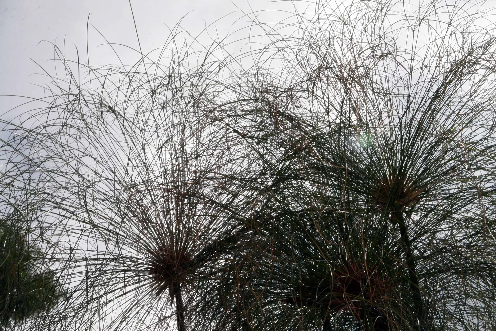 Papyrus, Egyptian Paper Reed (Cyperus Papyrus) — It is not frost-tolerant and requires protection or indoor overwintering in cooler climates; when educating
