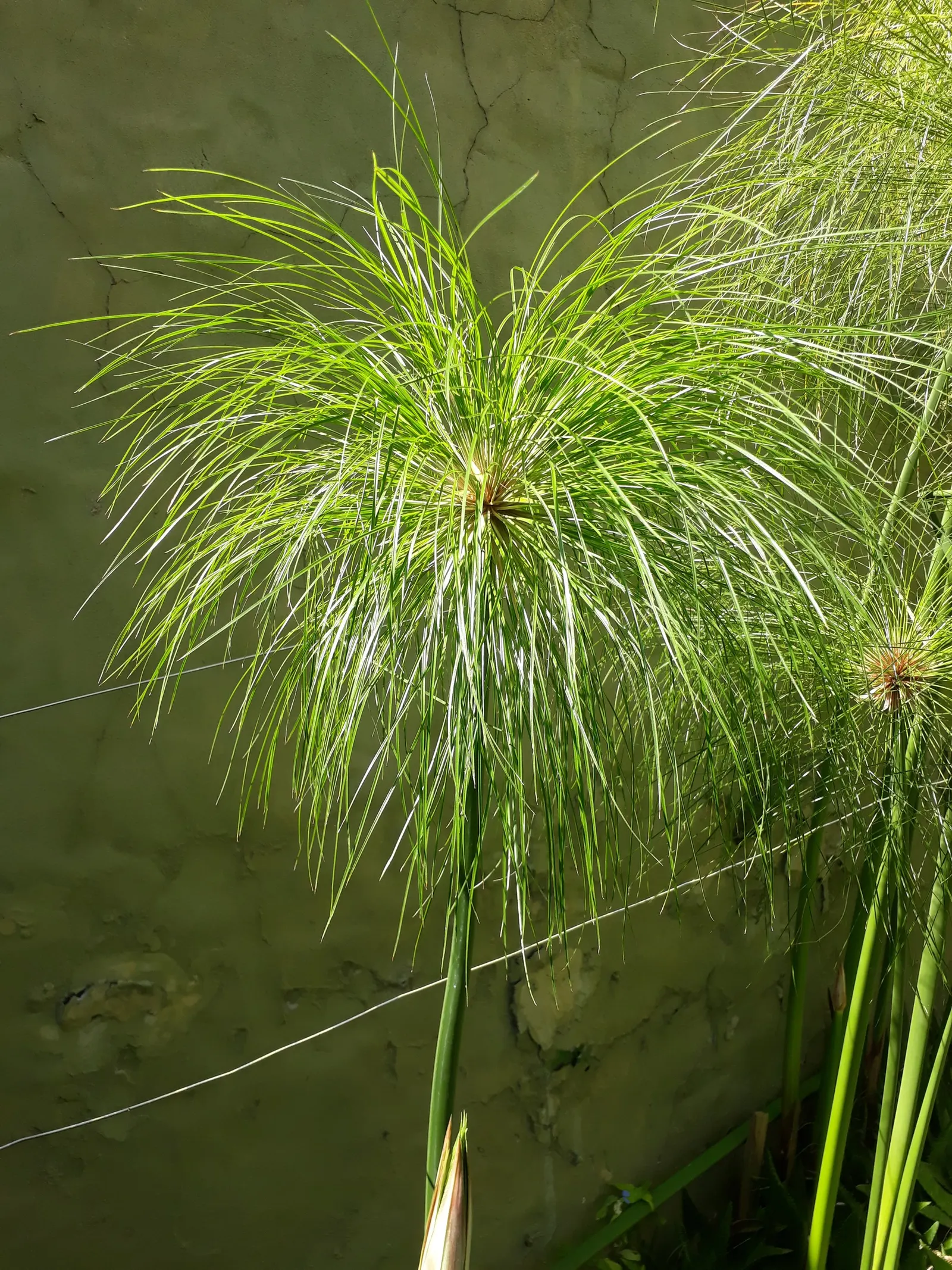 Papyrus, Egyptian Paper Reed (Cyperus Papyrus) — When educating the client on the Papyrus, image 81