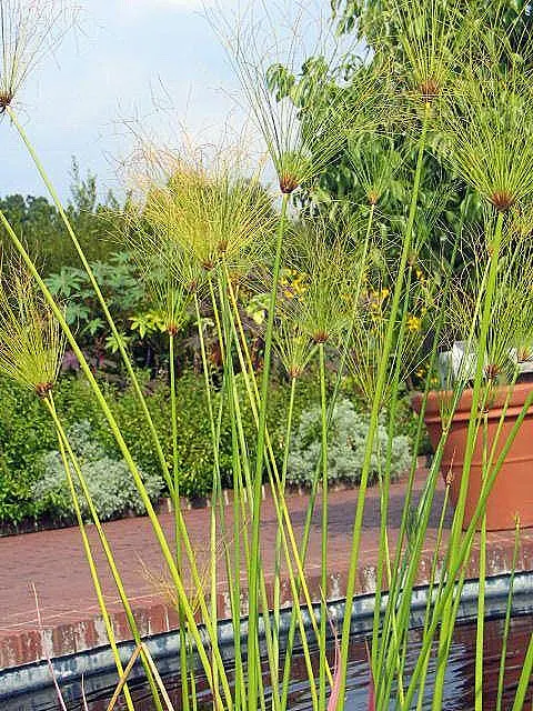 Papyrus, Egyptian Paper Reed (Cyperus Papyrus) — It demands full sun and wet soil, preferring to stand in water up to 4 inches deep; when educating, image 66
