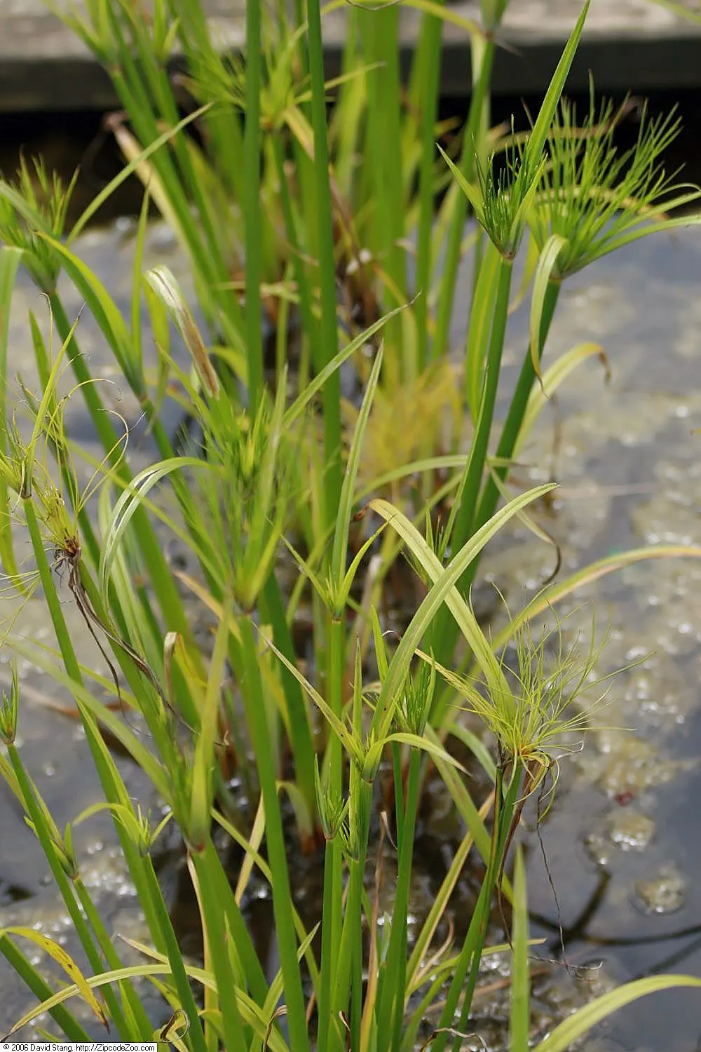 Papyrus, Egyptian Paper Reed (Cyperus Papyrus) — The plant's penchant for wet conditions makes it an excellent choice for water gardens