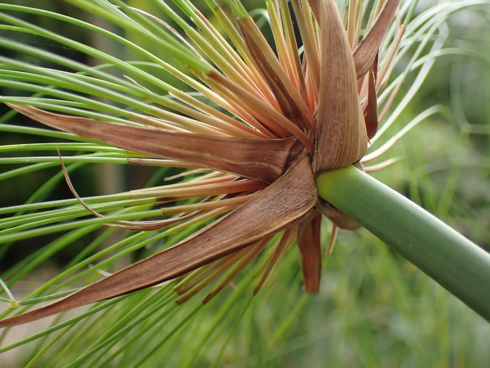 Papyrus, Egyptian Paper Reed (Cyperus Papyrus) — slender stems topped with a tuft of thread-like rays, image 53