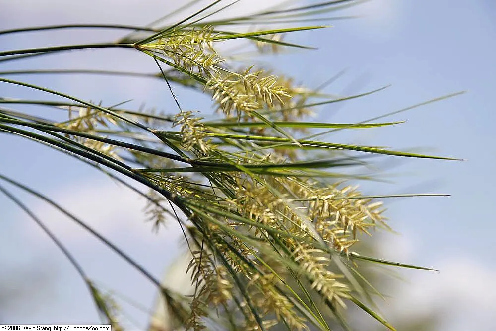 Papyrus, Egyptian Paper Reed (Cyperus Papyrus) — this graceful plant can reach up to 10 feet in height under ideal conditions; slender stems topped with a tuft