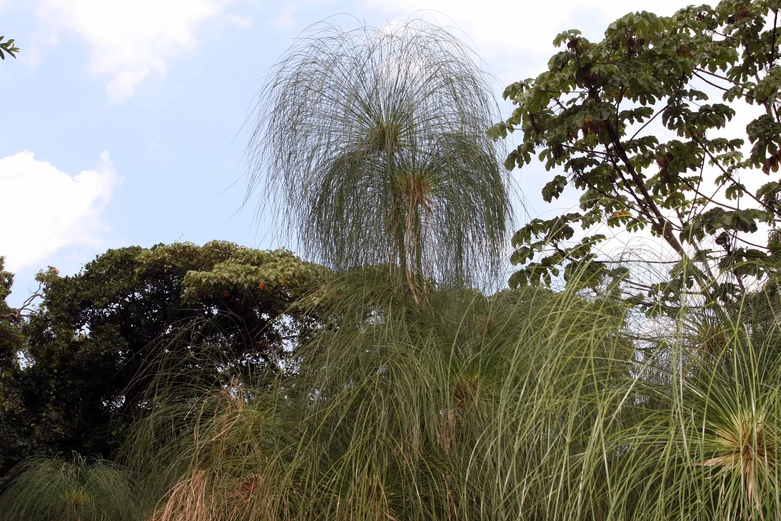 Papyrus, Egyptian Paper Reed (Cyperus Papyrus) — Thriving in USDA zones 9-11, its tall, triangular stems can reach 8-10 ft, topped with feathery, image 86
