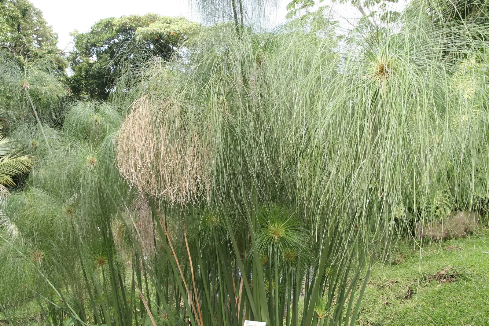 Papyrus, Egyptian Paper Reed (Cyperus Papyrus) — with a spread of approximately 2 to 4 feet; when educating the client on the Papyrus, image 72