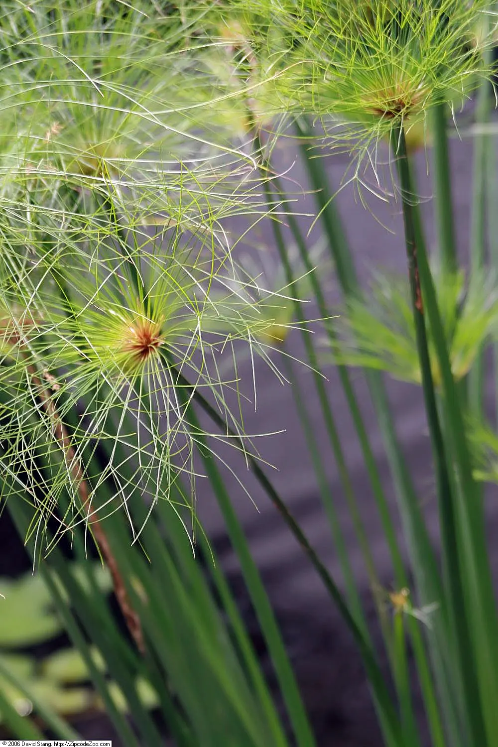 Papyrus, Egyptian Paper Reed (Cyperus Papyrus) — it remains an ornamental treasure that can add a piece of history and visual interest to their, image 83